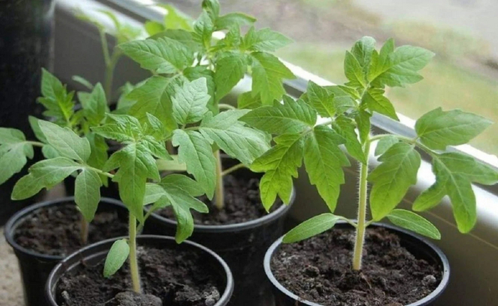 Рассада будет толстенькая и пойдёт в рост. Полейте этим несколько раз и вы увидите результат