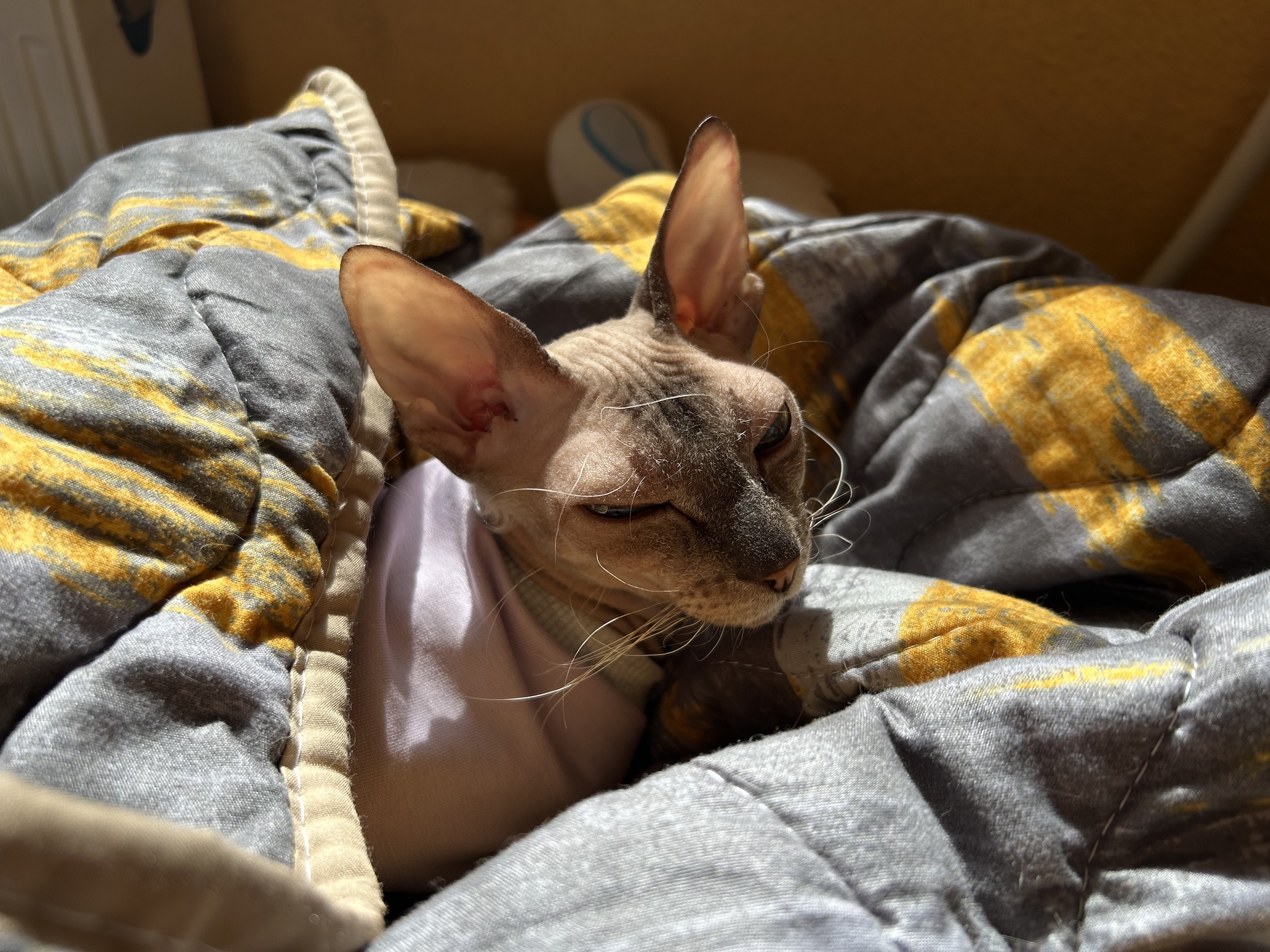 Diabetes mellitus in a cat - My, Longpost, cat, Cornish Rex, Pets, Diabetes, Recommendations