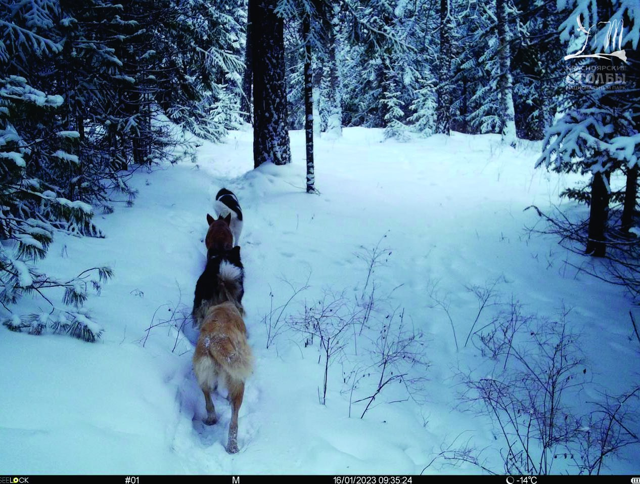 Spring, Pillars, roe deer... and dogs - Wild animals, Ungulates, Krasnoyarsk pillars, National park, Protection of Nature, Animal protection, Stray dogs, Dangerous animals, wildlife, Negative, Krasnoyarsk region, Eastern Sayans, Sayan, Homeless animals, Dog, Video, Telegram (link), Longpost, Animal Rescue