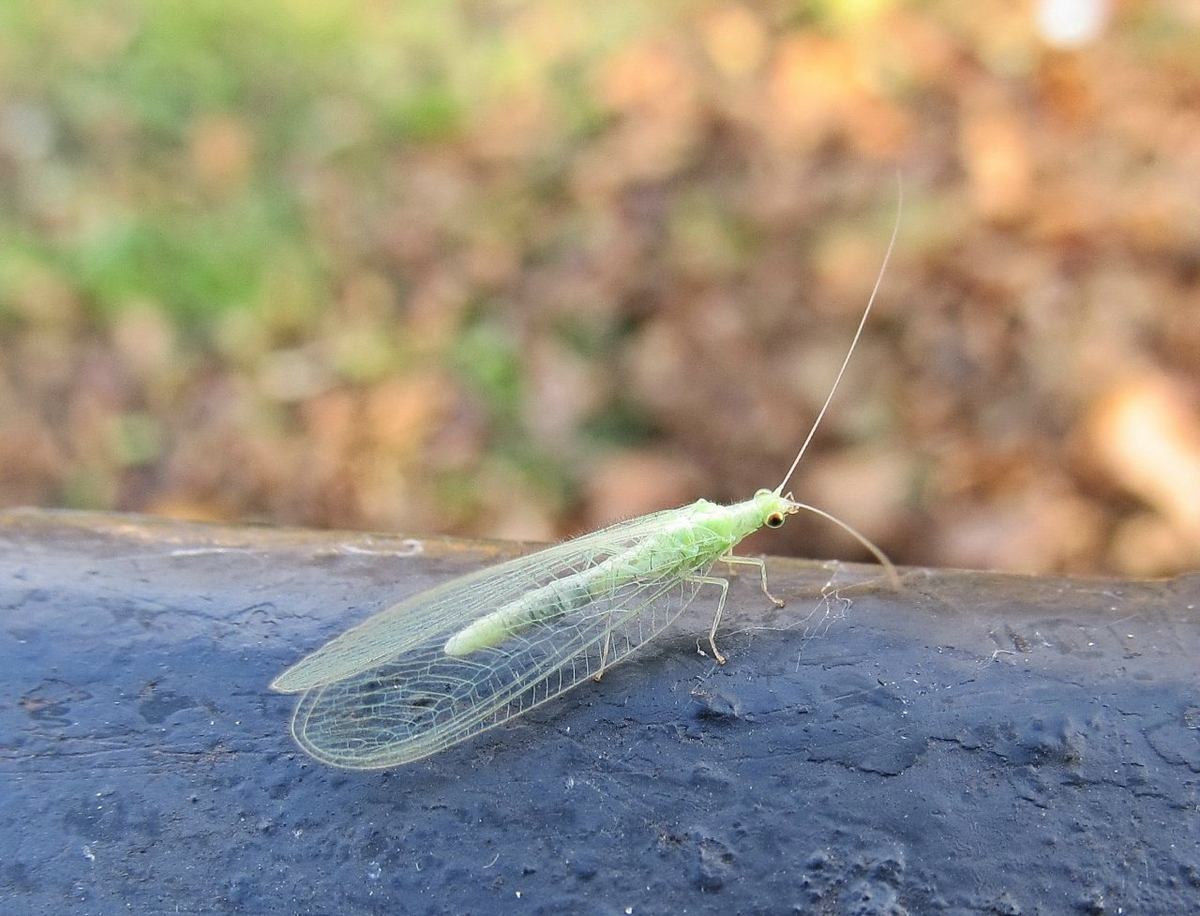 Lacewing: All summer they fly into our houses or sit on the windows. It turned out that they were deliberately bred - Goldeneye, Insects, Animals, Wild animals, Yandex Zen, Yandex Zen (link), Longpost