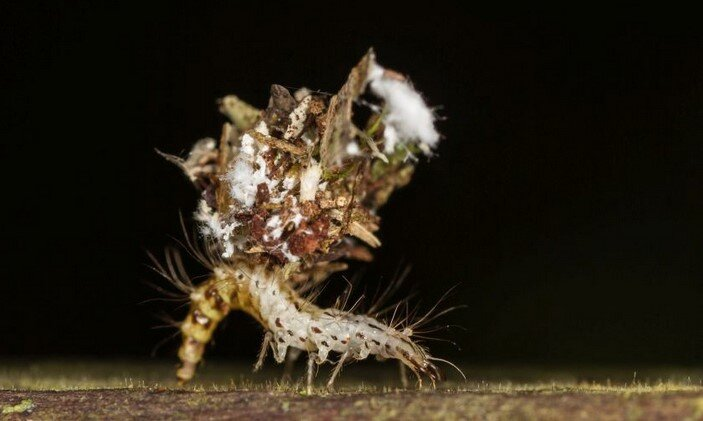 Lacewing: All summer they fly into our houses or sit on the windows. It turned out that they were deliberately bred - Goldeneye, Insects, Animals, Wild animals, Yandex Zen, Yandex Zen (link), Longpost