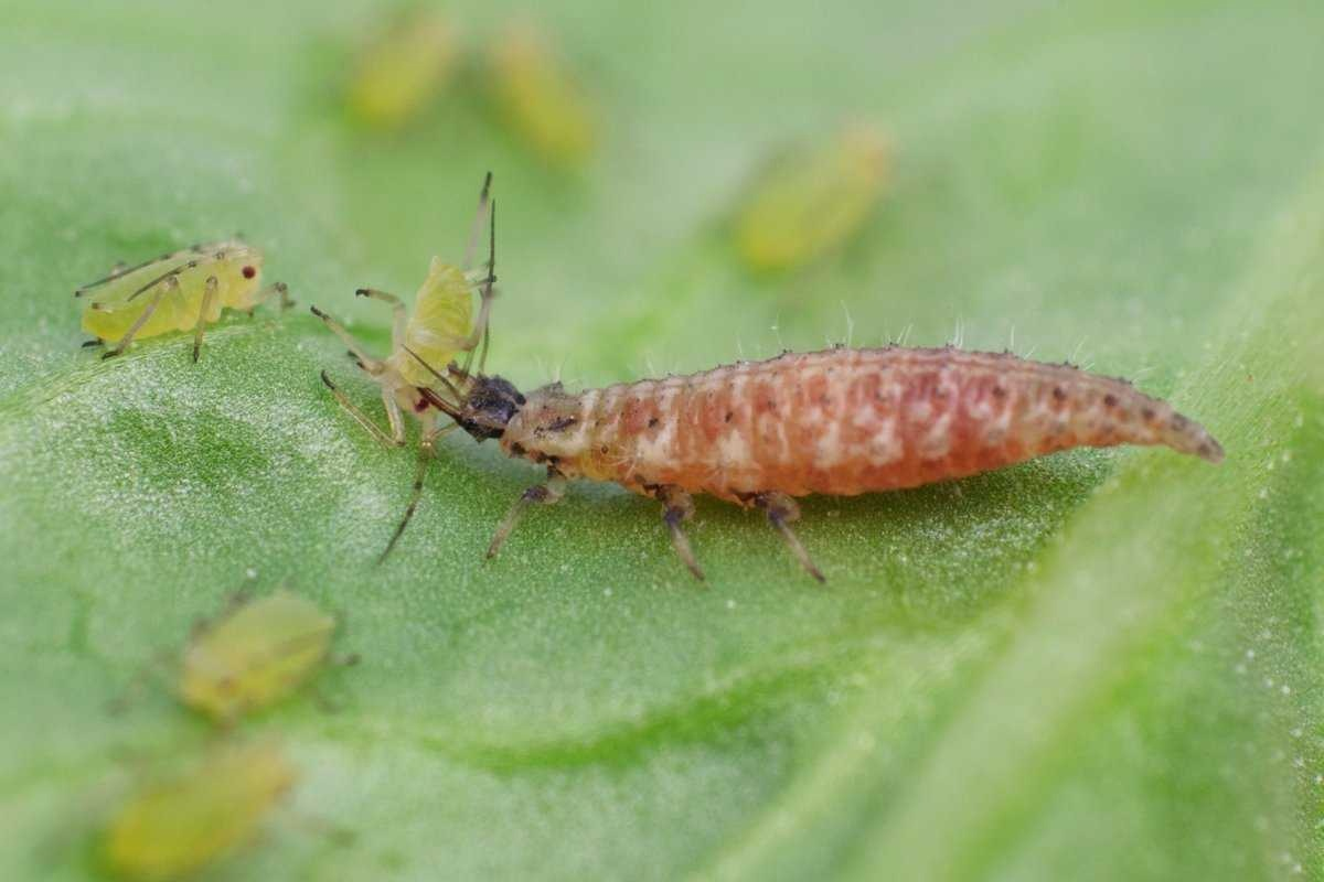 Lacewing: All summer they fly into our houses or sit on the windows. It turned out that they were deliberately bred - Goldeneye, Insects, Animals, Wild animals, Yandex Zen, Yandex Zen (link), Longpost