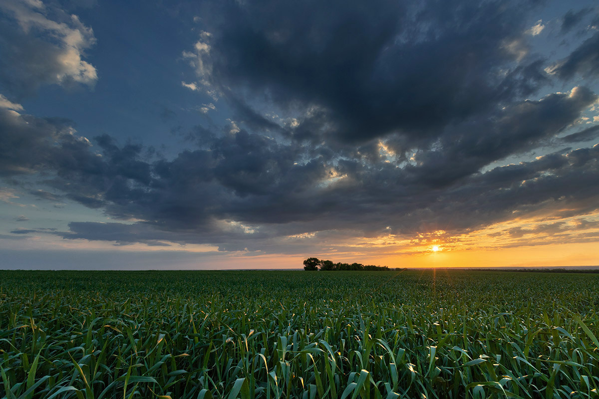 Ozimka - My, Winter crops, Rostov region, Field, Сельское хозяйство, Sunset, The photo