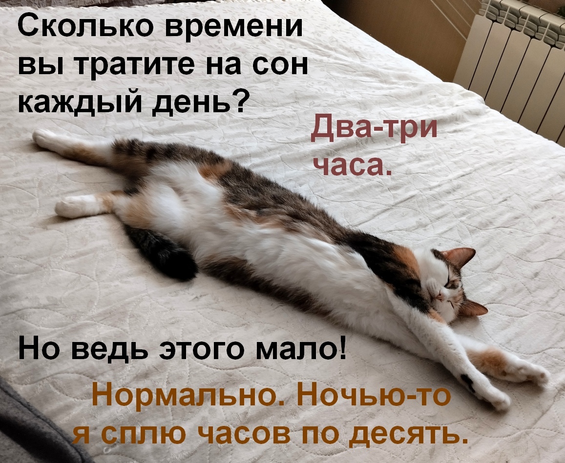 Соблюдайте режим дня - Моё, Домашние животные, Смешные животные, Милота, Трехцветная кошка, Мемы, Мемные питомцы, Картинка с текстом, Сон, Кот