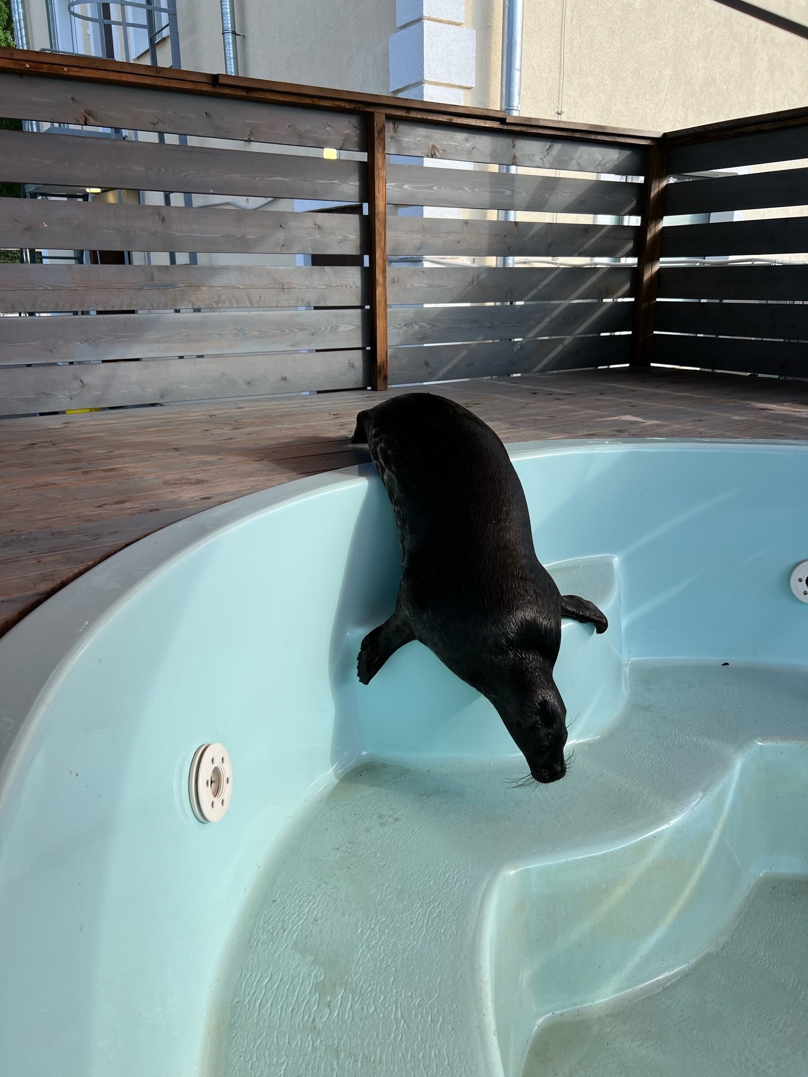 Nerpa Shlissik demonstrates virtuoso stair climbing - Animals, Leningrad region, Saint Petersburg, Milota, Rare view, Seal, Seal, Longpost