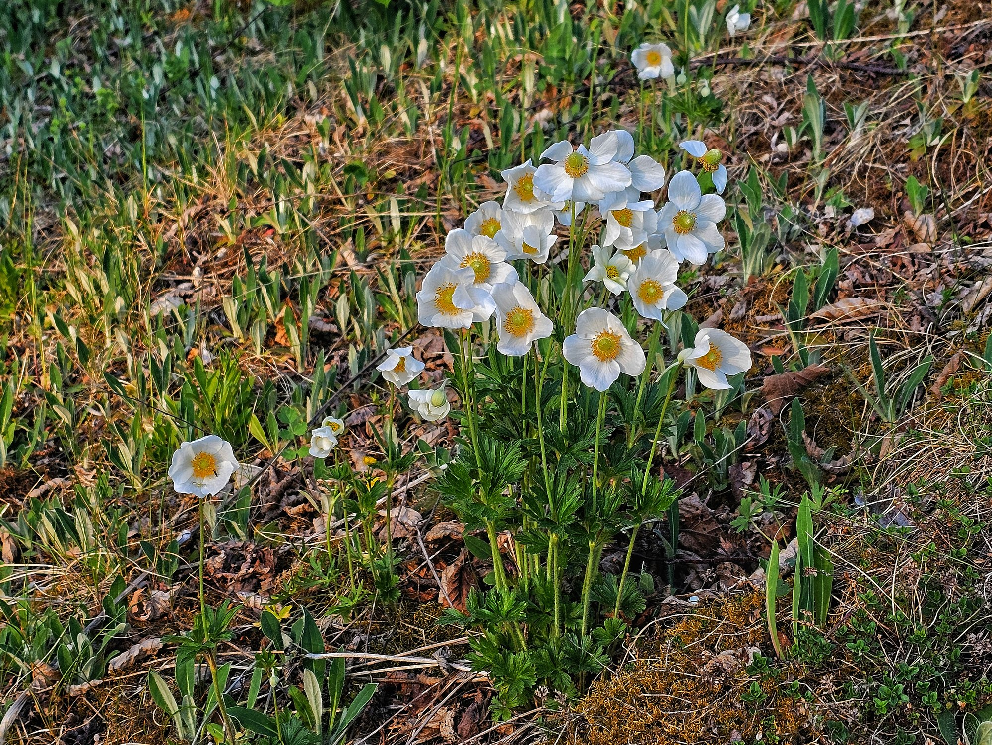 Forest anemone - Anemone, Plants, Bloom, The photo, Rare view, Pskov region, Red Book, Anemones