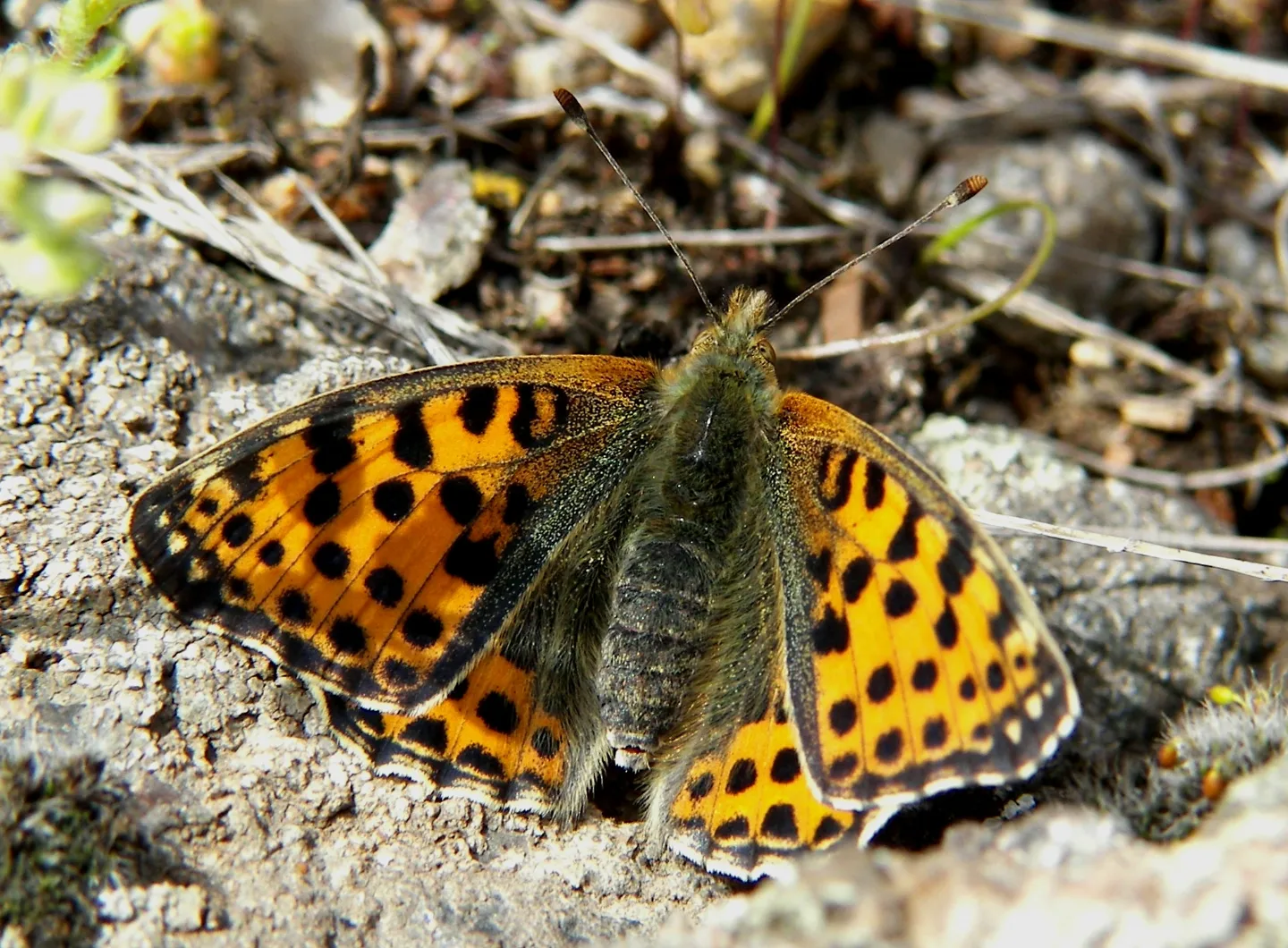 Checkers is great! - My, Entomology, Butterfly, Collecting, Collection, Collector, Lepidopterology, Thoughts, Video, Macro photography, Longpost, Informative, Clip, Insects, Difference, Differences, Memories, 90th, Unusual, Fowles