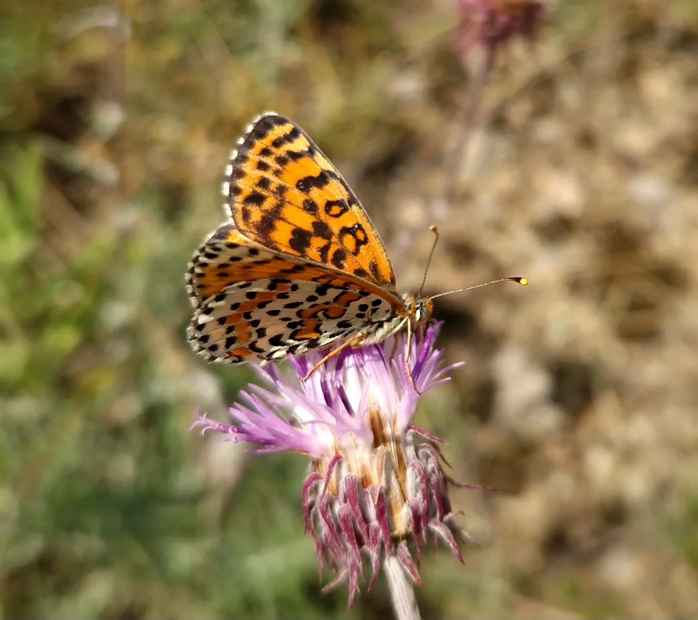 Checkers is great! - My, Entomology, Butterfly, Collecting, Collection, Collector, Lepidopterology, Thoughts, Video, Macro photography, Longpost, Informative, Clip, Insects, Difference, Differences, Memories, 90th, Unusual, Fowles