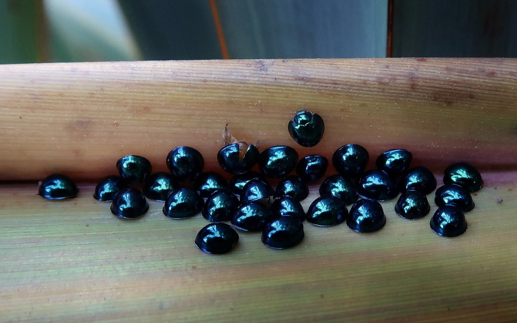 Blue ladybug: Living pesticide. People brought them to the islands so that the insects began a “crusade” against pests - ladybug, Insects, Animals, Wild animals, Yandex Zen, Yandex Zen (link), Longpost