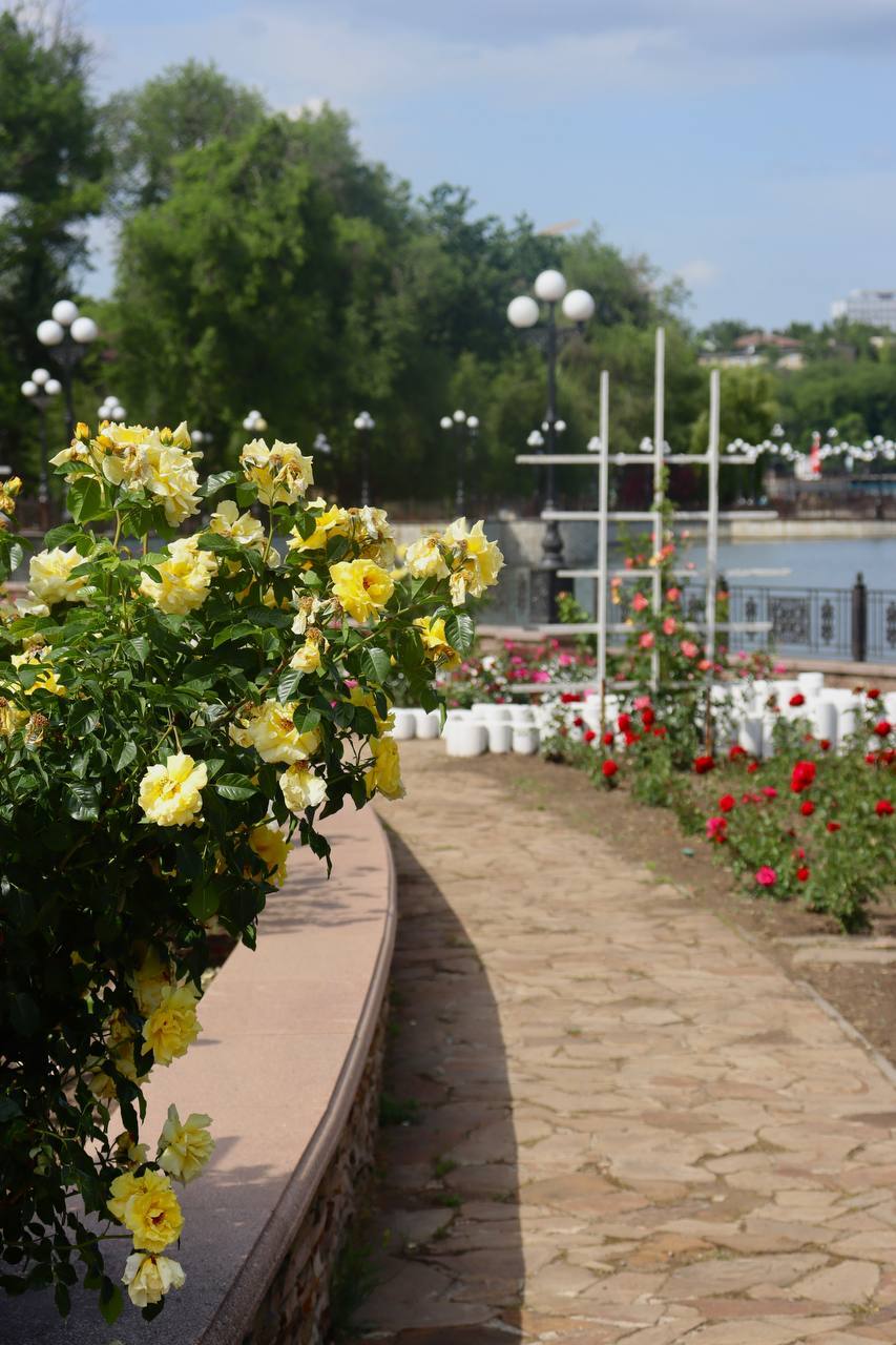 Shcherbakov Park in Donetsk - My, Donetsk, DPR, Shcherbakov Park, the Rose, Longpost