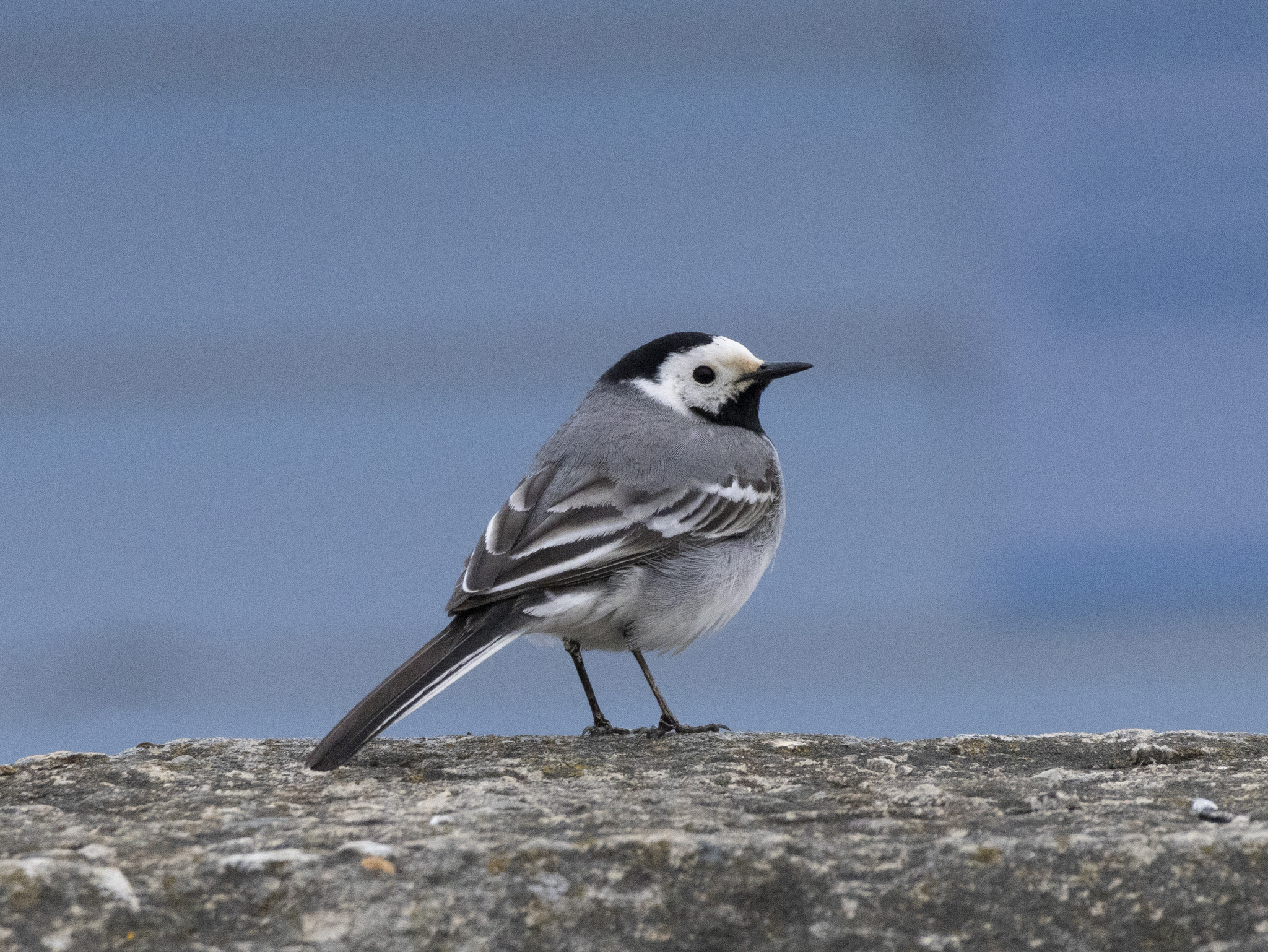 Wagtail - My, Birds, Nature, wildlife, The photo, Hobby, Longpost, Bird watching, Photo hunting, The nature of Russia, Ornithology League, Ornithology