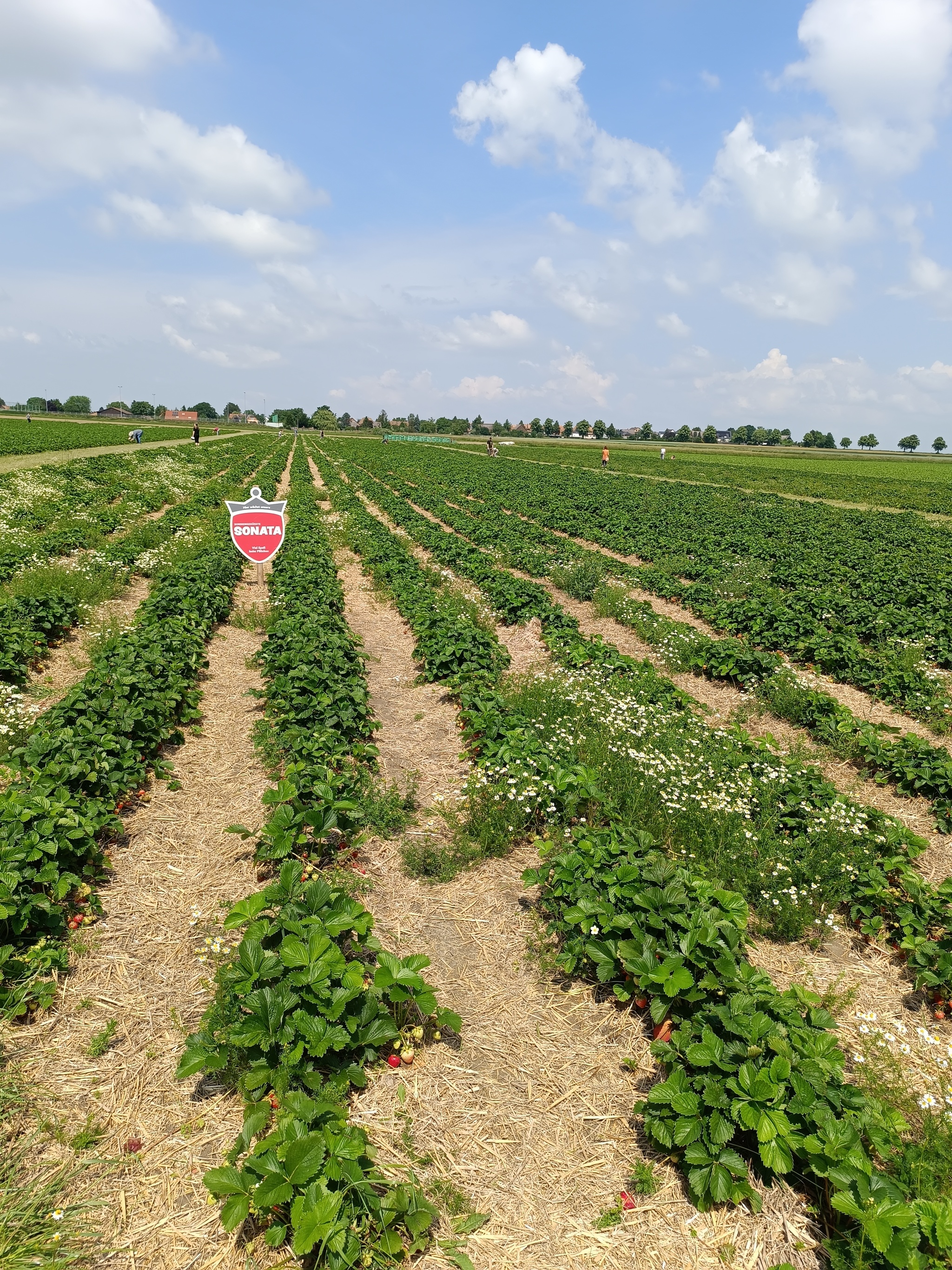 Strawberry picking in Hannover - My, Strawberry (plant), Living abroad, Germany, Europe, Emigration, Money, Longpost