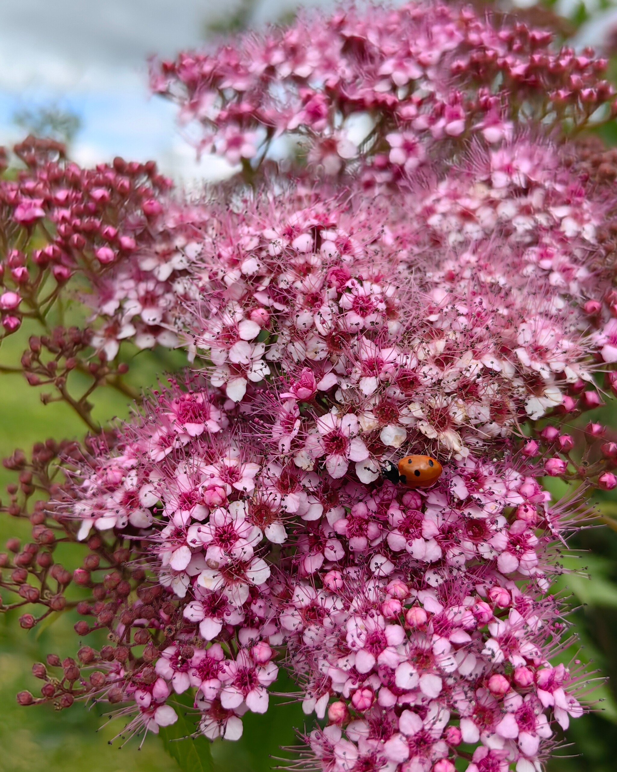 Summer - My, Mobile photography, The photo, Flowers, ladybug, Longpost