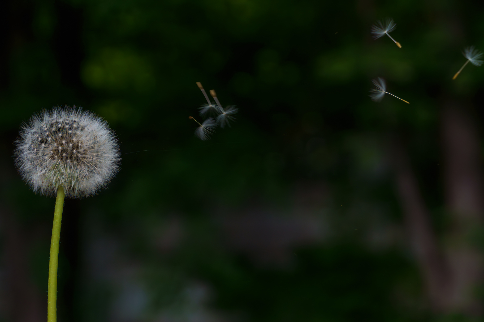 Short and long exposure - My, Beginning photographer, The photo, Longpost, Dandelion, Waterfall, Nature