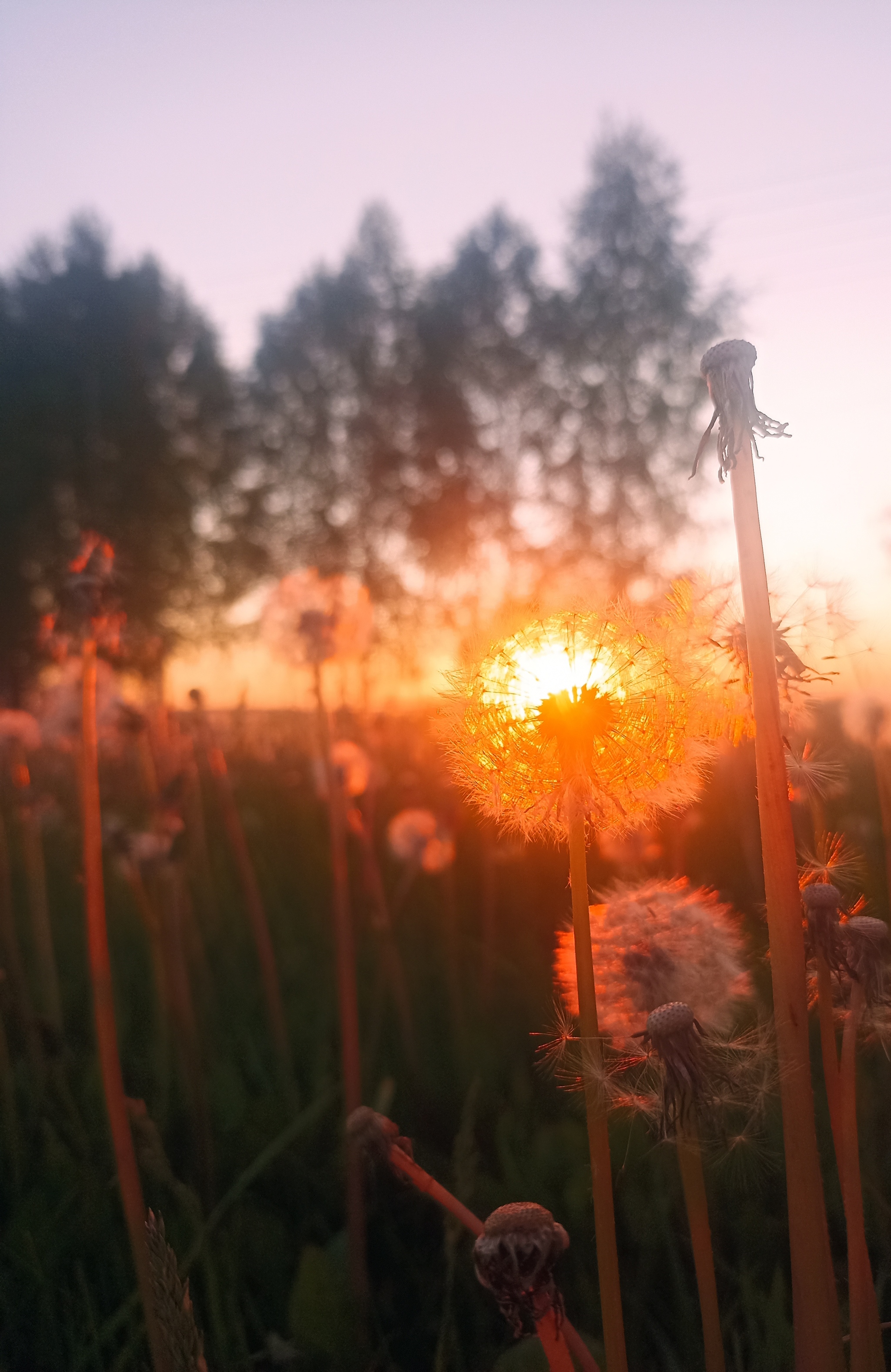 Caught the sunset - My, The photo, Sunset, Dandelion