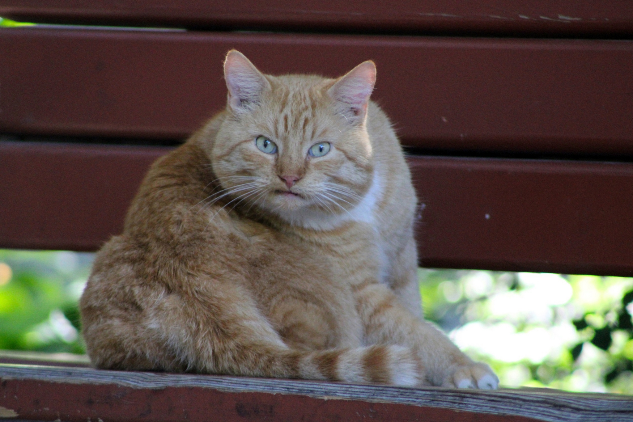 Charisma - My, The photo, Pets, cat