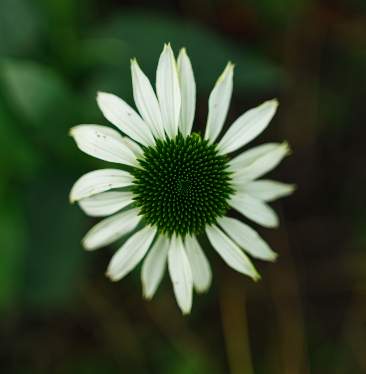 Florality - My, Hobby, Flowers, the Rose, Dandelion, The photo, beauty, Nature, Longpost