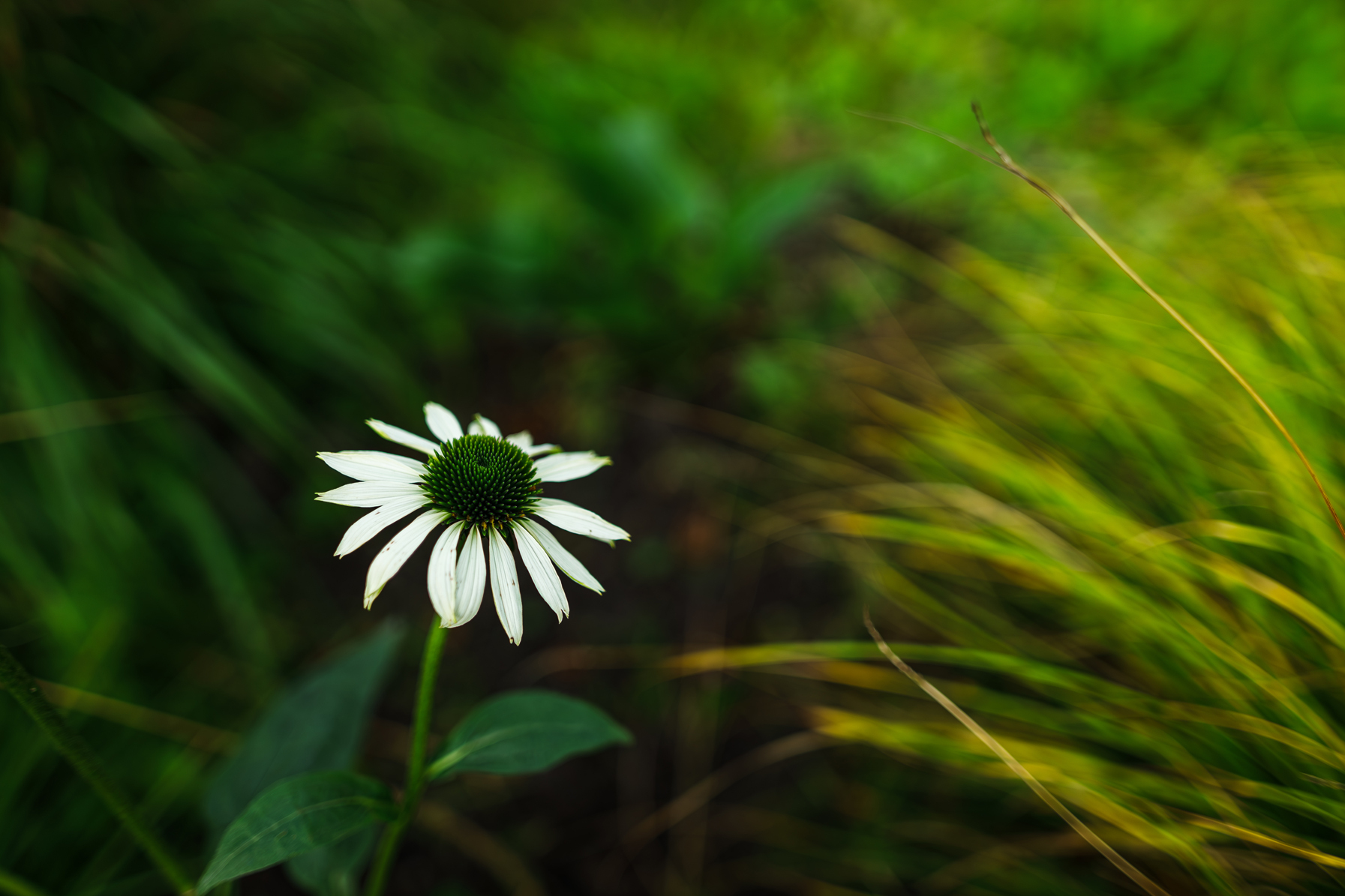 Florality - My, Hobby, Flowers, the Rose, Dandelion, The photo, beauty, Nature, Longpost