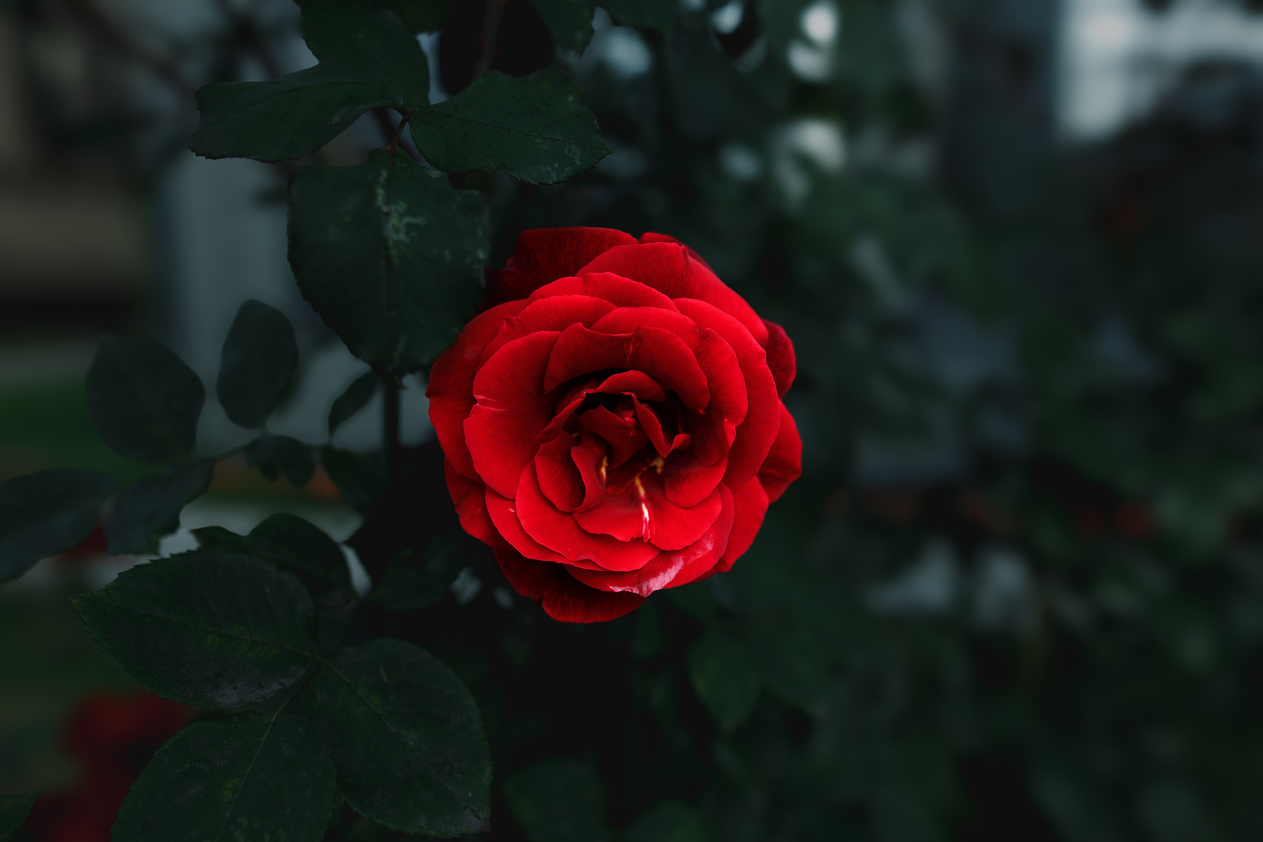 Florality - My, Hobby, Flowers, the Rose, Dandelion, The photo, beauty, Nature, Longpost