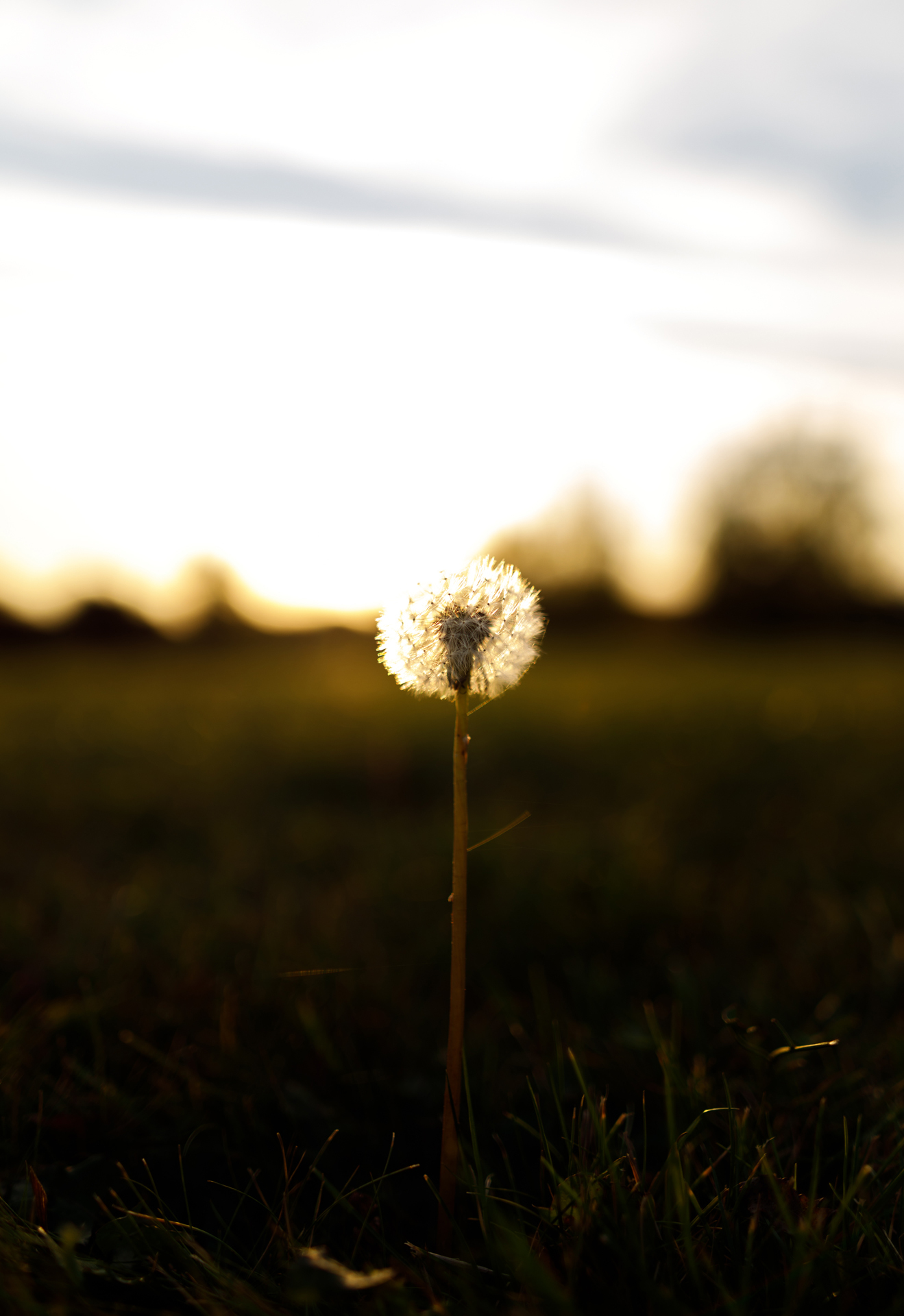 Florality - My, Hobby, Flowers, the Rose, Dandelion, The photo, beauty, Nature, Longpost