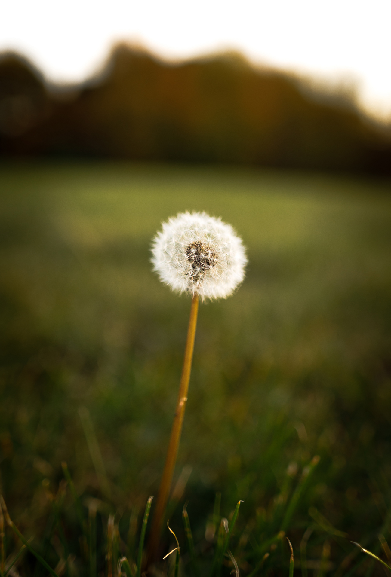 Florality - My, Hobby, Flowers, the Rose, Dandelion, The photo, beauty, Nature, Longpost