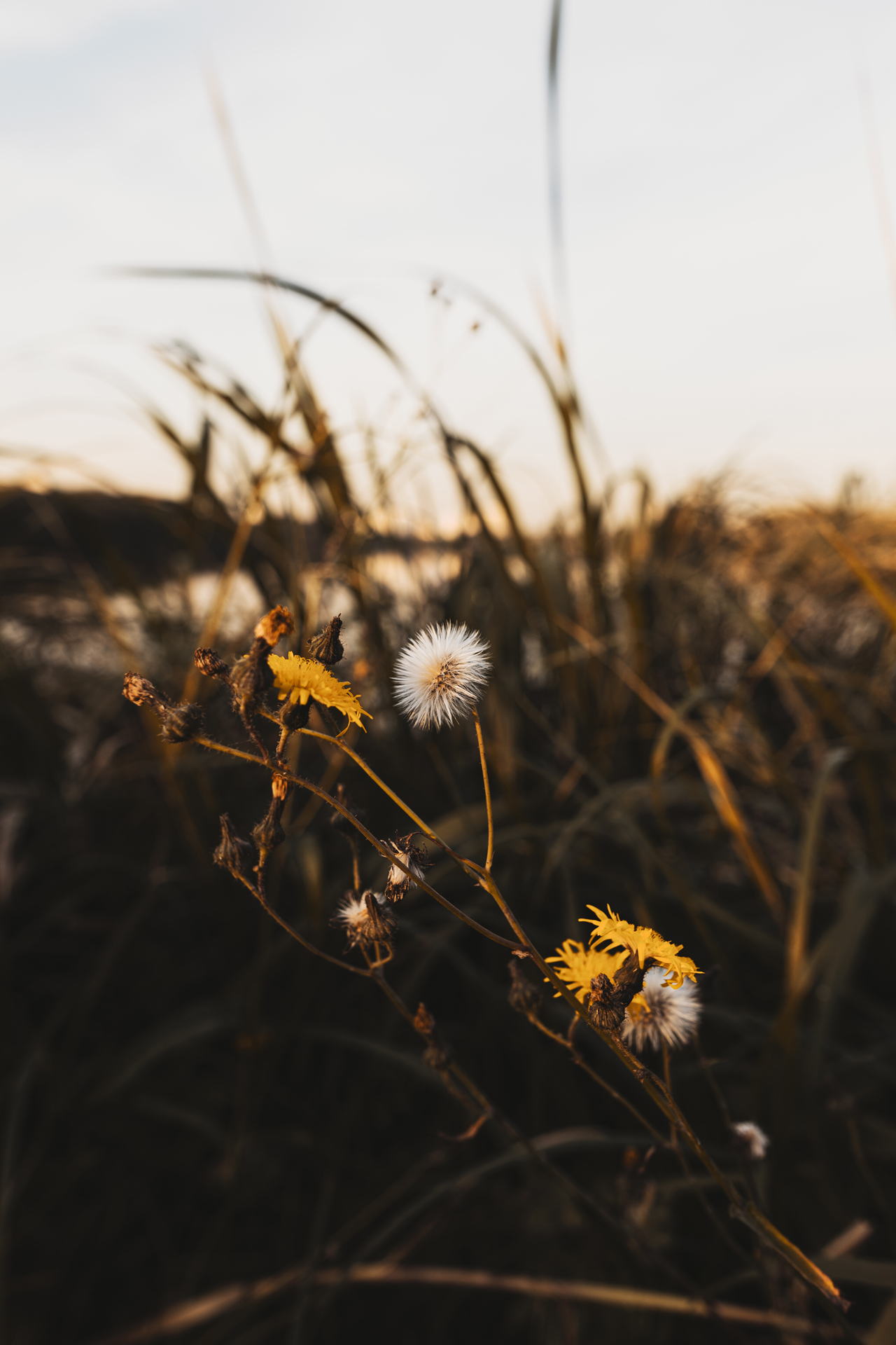 Florality - My, Hobby, Flowers, the Rose, Dandelion, The photo, beauty, Nature, Longpost