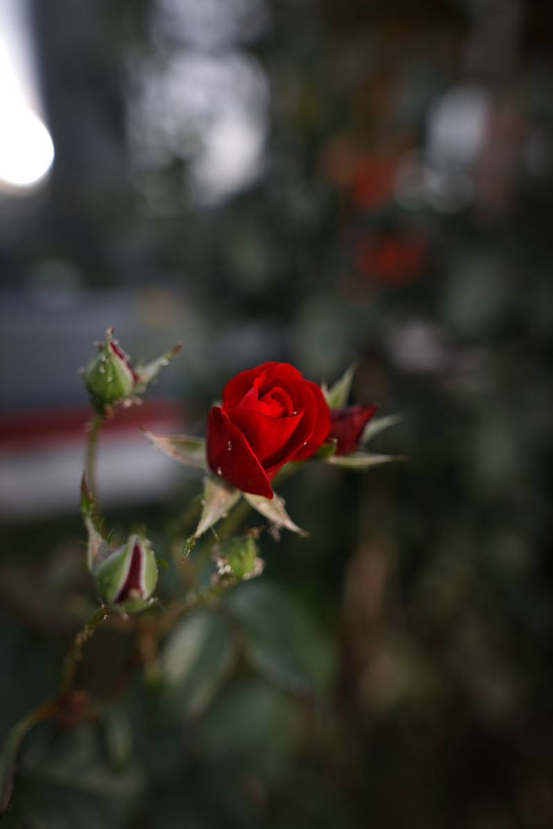 Florality - My, Hobby, Flowers, the Rose, Dandelion, The photo, beauty, Nature, Longpost