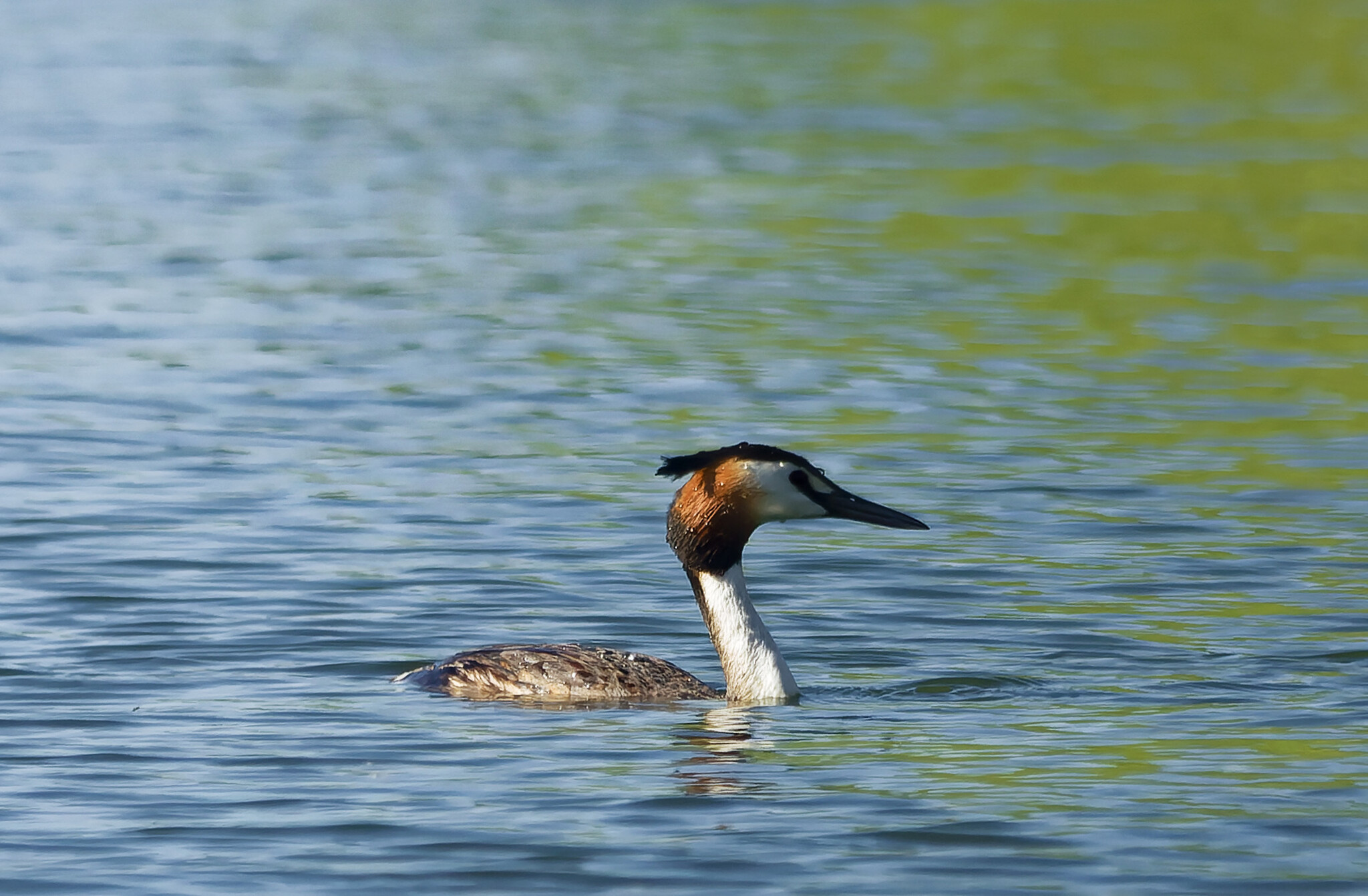 Debts for May - My, Photo hunting, Ornithology, The nature of Russia, Ornithology League, Birds, Hobby, Donbass, Steppe, Nature, wildlife, Longpost, The photo