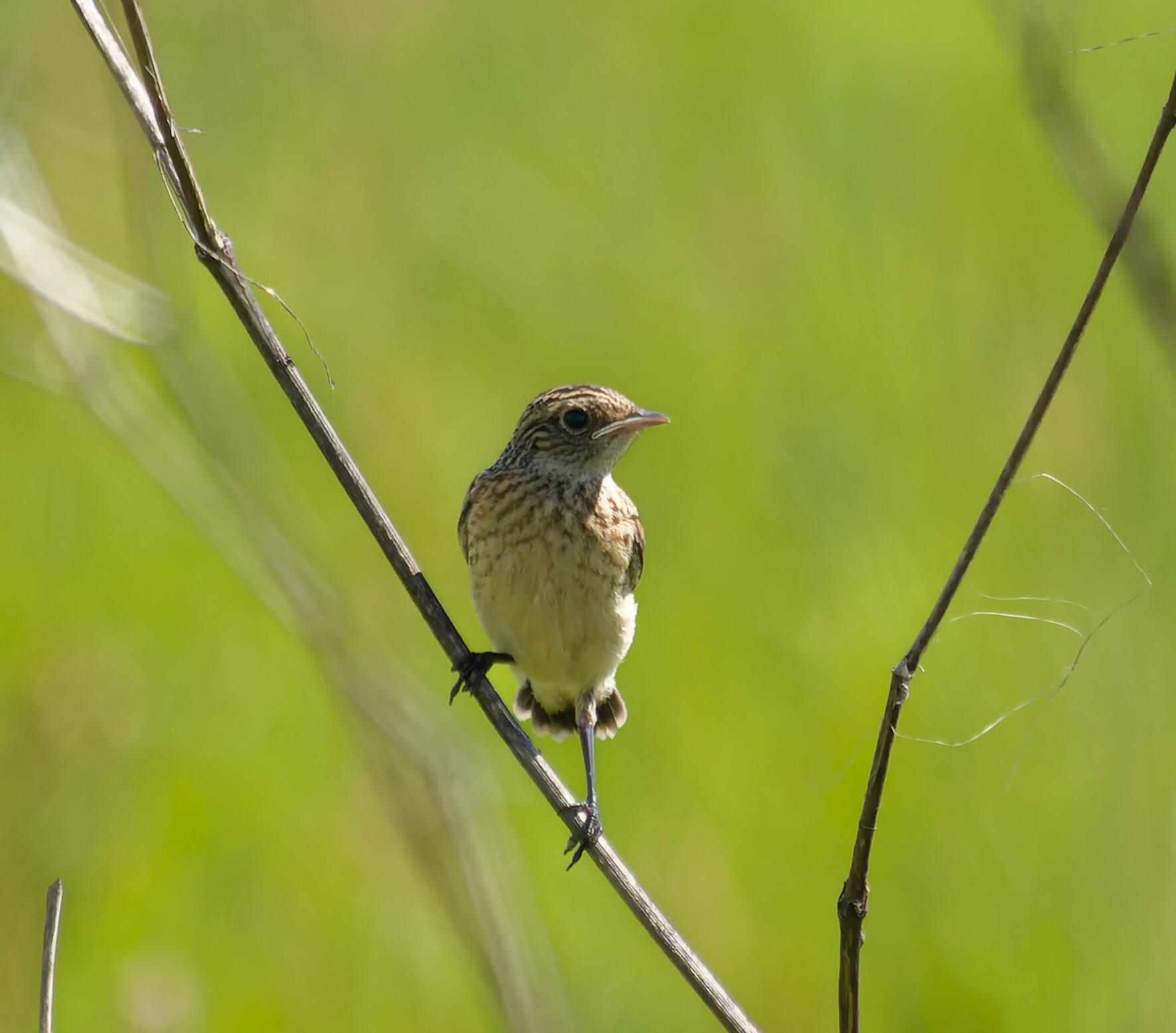 Debts for May - My, Photo hunting, Ornithology, The nature of Russia, Ornithology League, Birds, Hobby, Donbass, Steppe, Nature, wildlife, Longpost, The photo