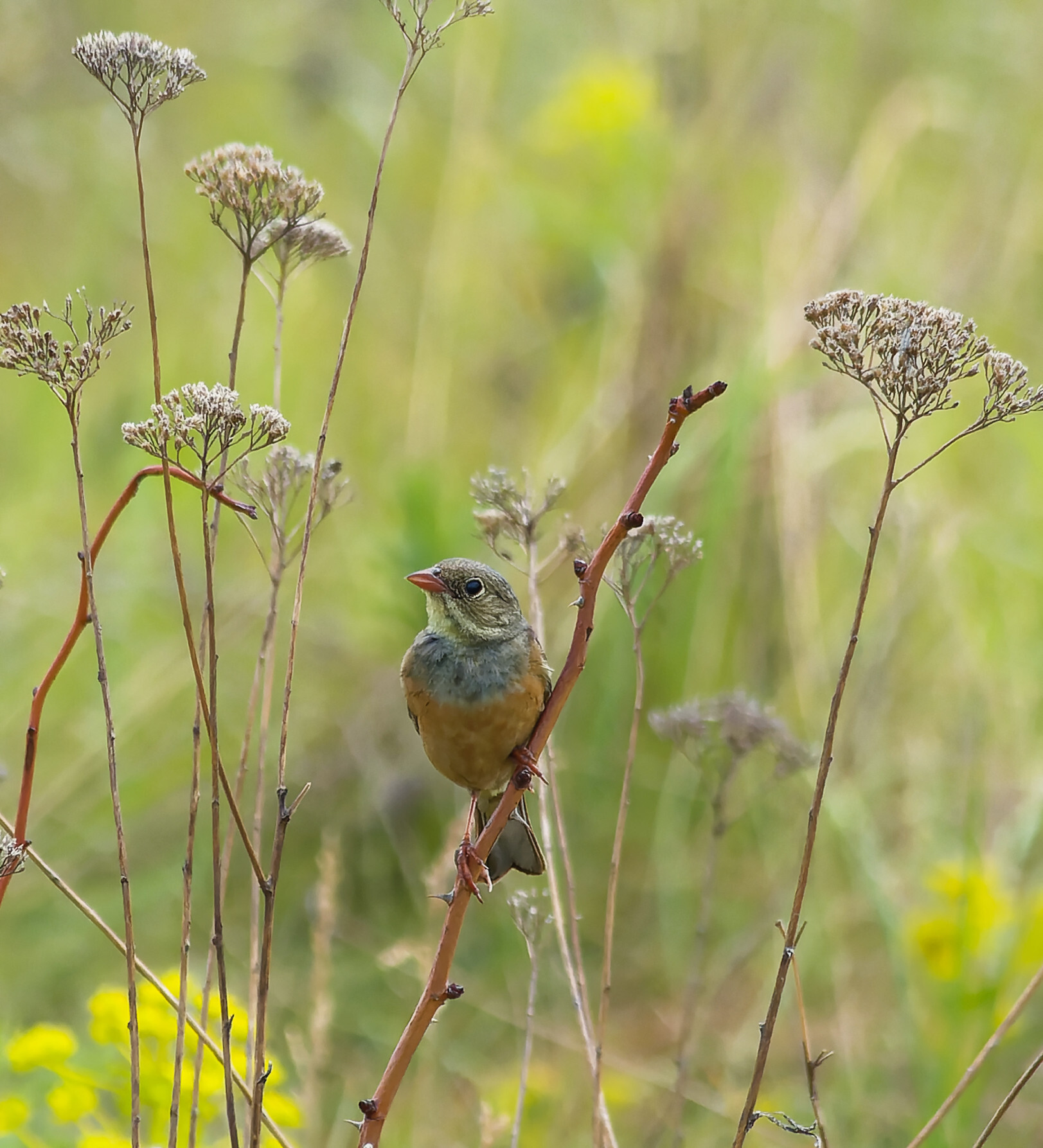 Debts for May - My, Photo hunting, Ornithology, The nature of Russia, Ornithology League, Birds, Hobby, Donbass, Steppe, Nature, wildlife, Longpost, The photo