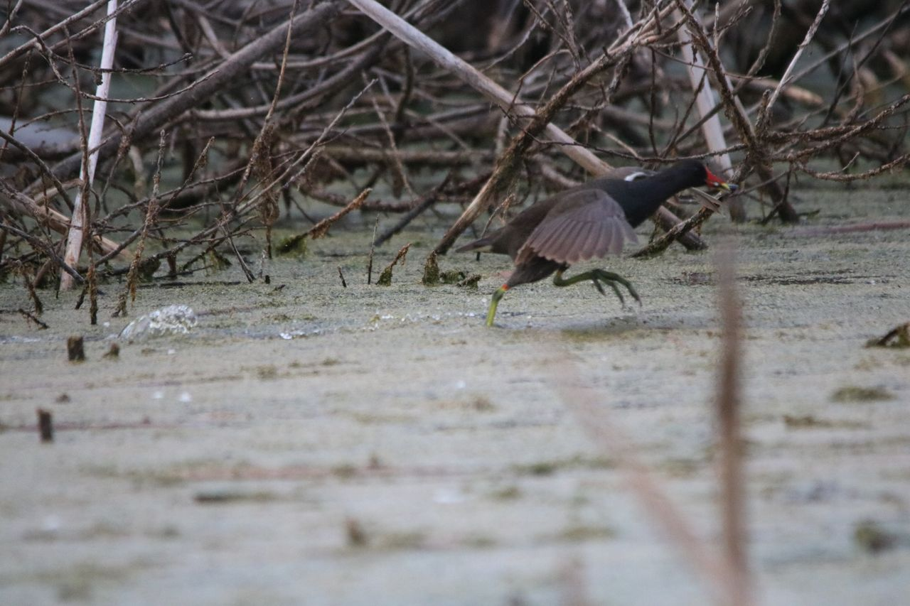 Swamp chicken - Moorhen, Waterfowl, Birds, National park, The photo, Shushensky Bor, Krasnoyarsk region, Red Book, wildlife, Wild animals, Informative, Telegram (link)