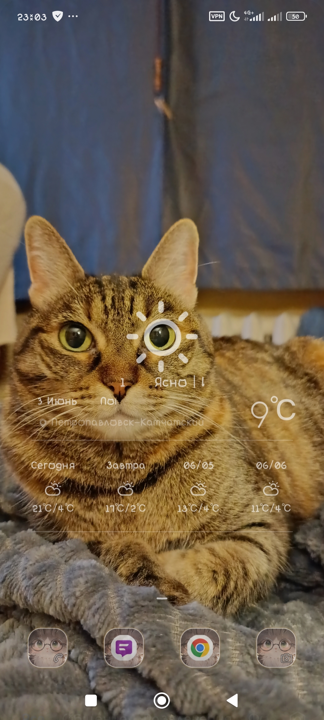 Sunny look - My, cat, Screenshot, Widget, Longpost