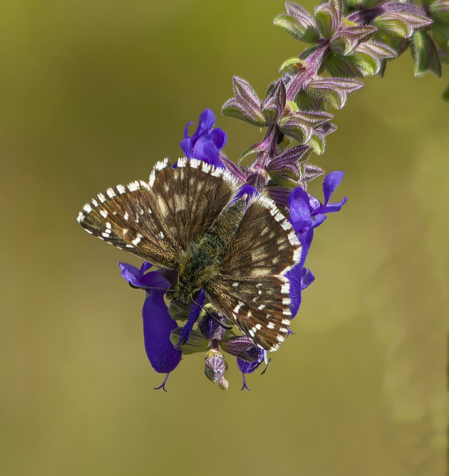 Insected - My, Photo hunting, The nature of Russia, Nature, wildlife, Insects, Steppe, Hobby, Donbass, The photo, Longpost