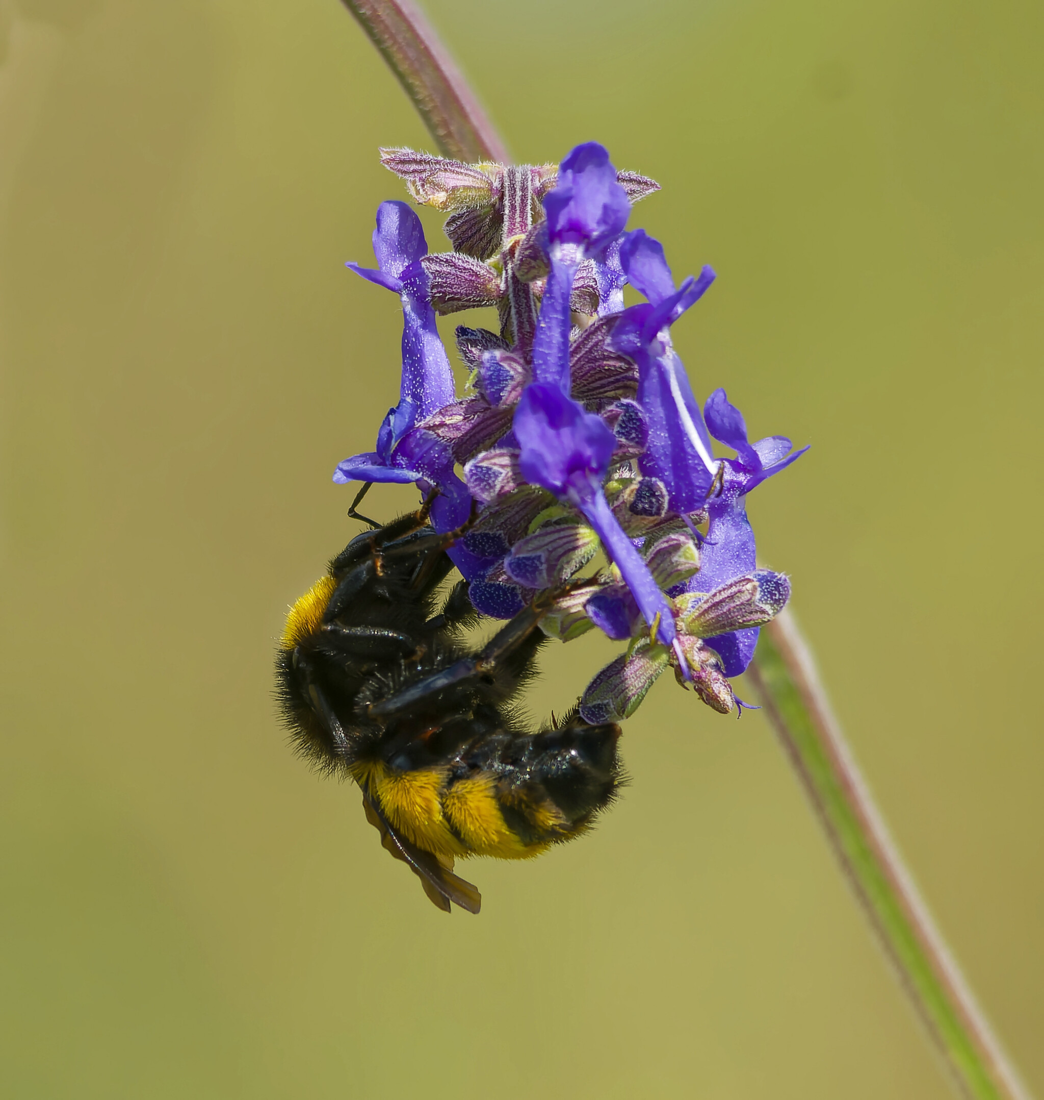 Insected - My, Photo hunting, The nature of Russia, Nature, wildlife, Insects, Steppe, Hobby, Donbass, The photo, Longpost