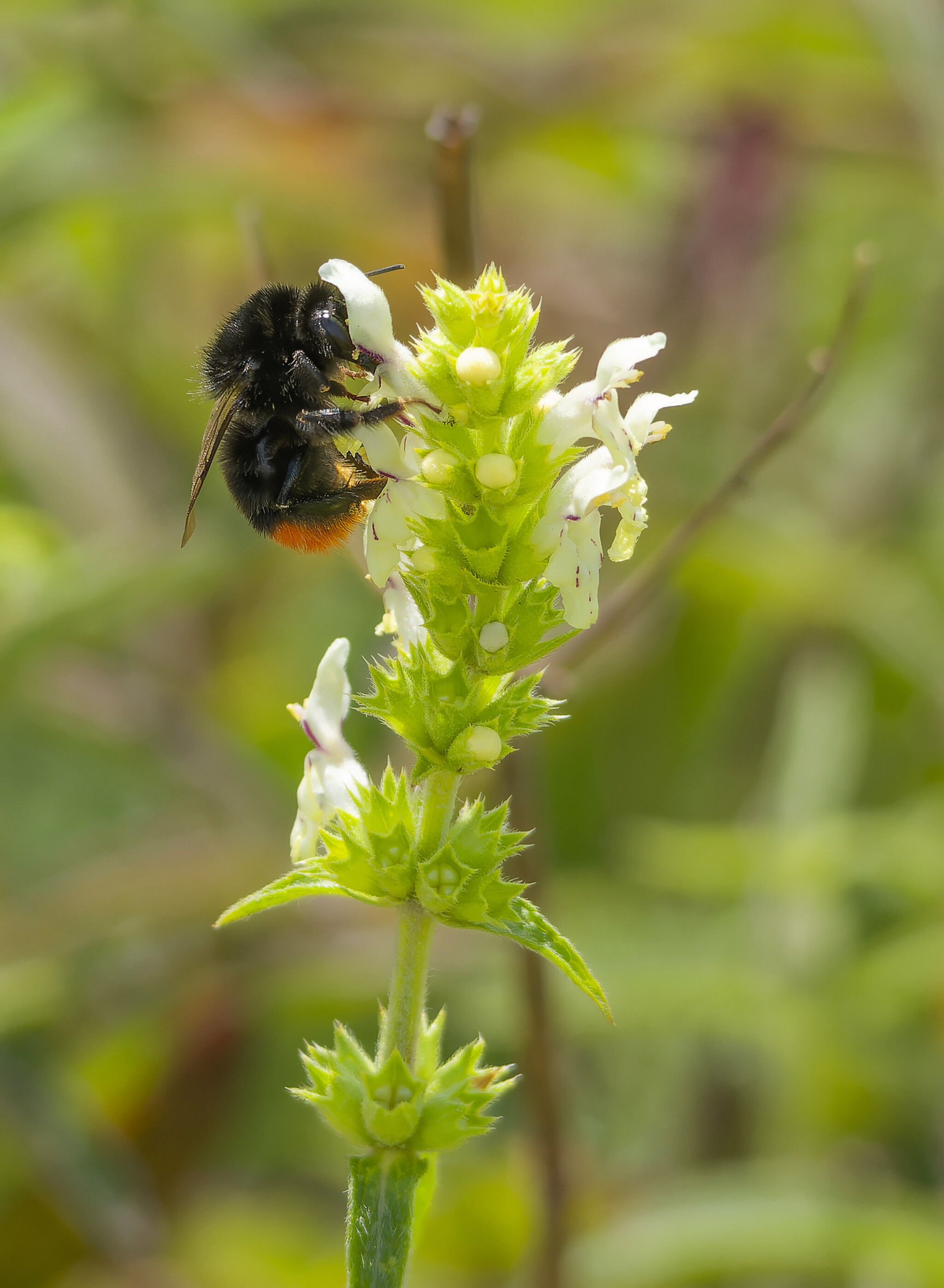 Insected - My, Photo hunting, The nature of Russia, Nature, wildlife, Insects, Steppe, Hobby, Donbass, The photo, Longpost