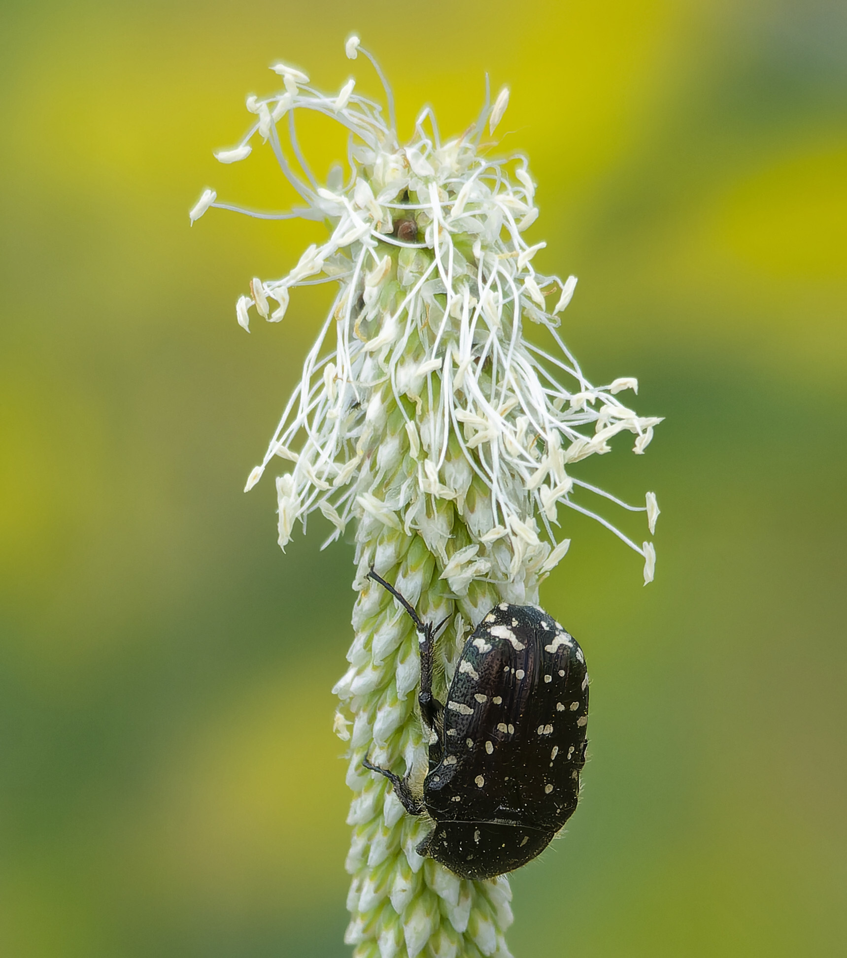 Insected - My, Photo hunting, The nature of Russia, Nature, wildlife, Insects, Steppe, Hobby, Donbass, The photo, Longpost