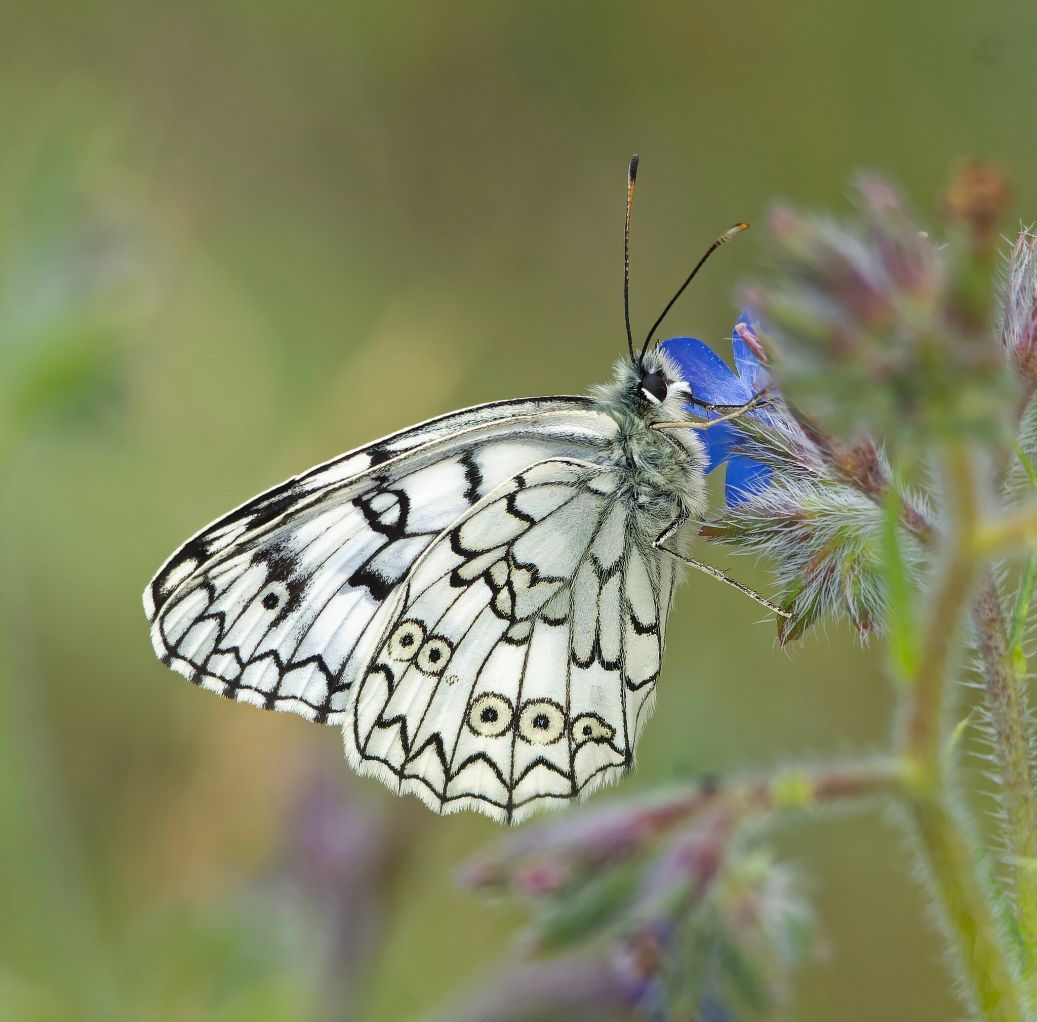 Insected - My, Photo hunting, The nature of Russia, Nature, wildlife, Insects, Steppe, Hobby, Donbass, The photo, Longpost