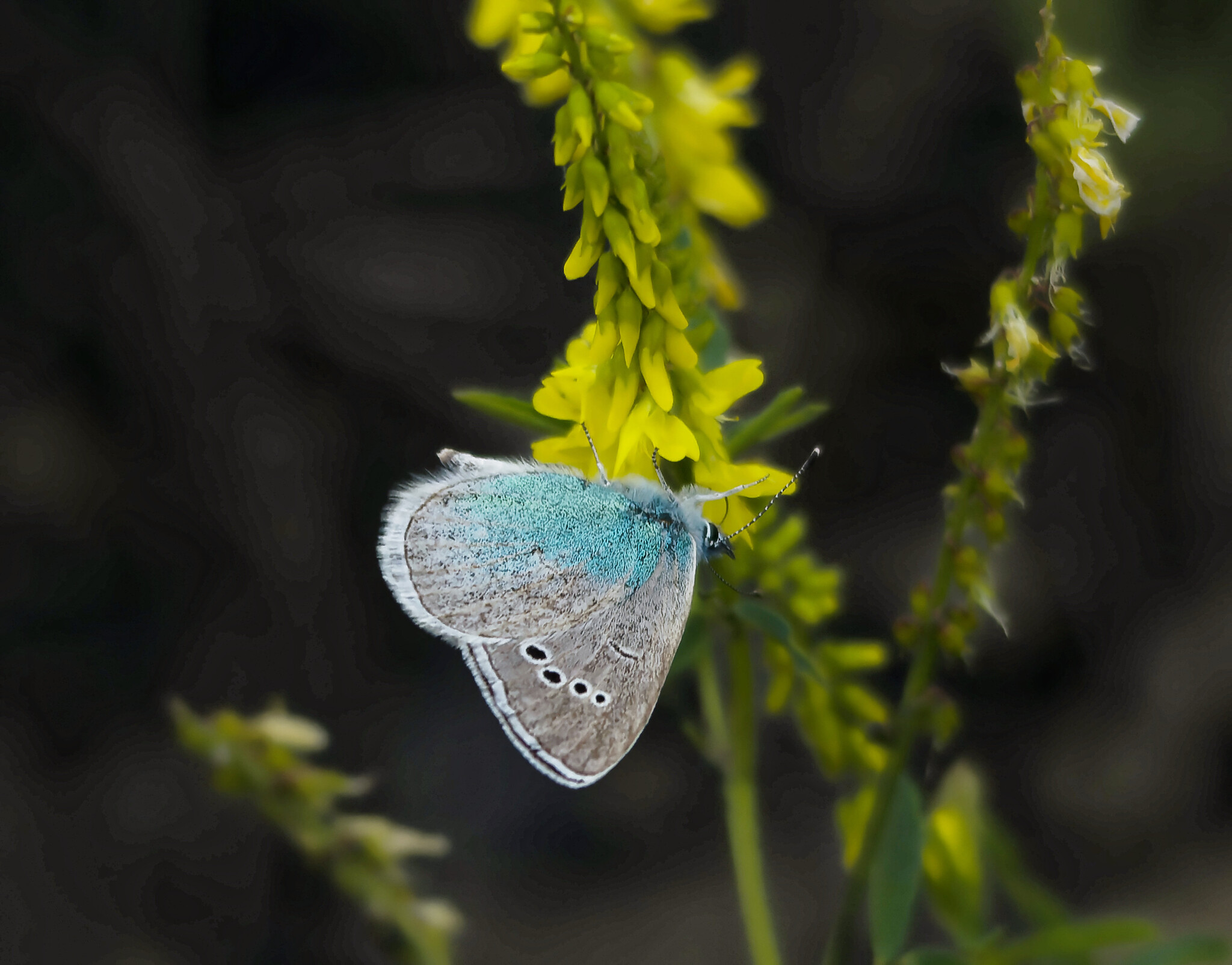 Insected - My, Photo hunting, The nature of Russia, Nature, wildlife, Insects, Steppe, Hobby, Donbass, The photo, Longpost