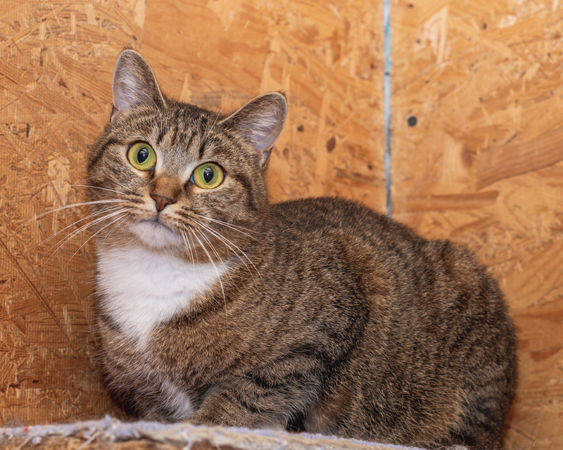 Affectionate cat with golden eyes in good hands - cat, In good hands, Fluffy, Cat lovers, Shelter, Homeless animals, Overexposure, Tricolor cat, Kittens, No rating, Longpost