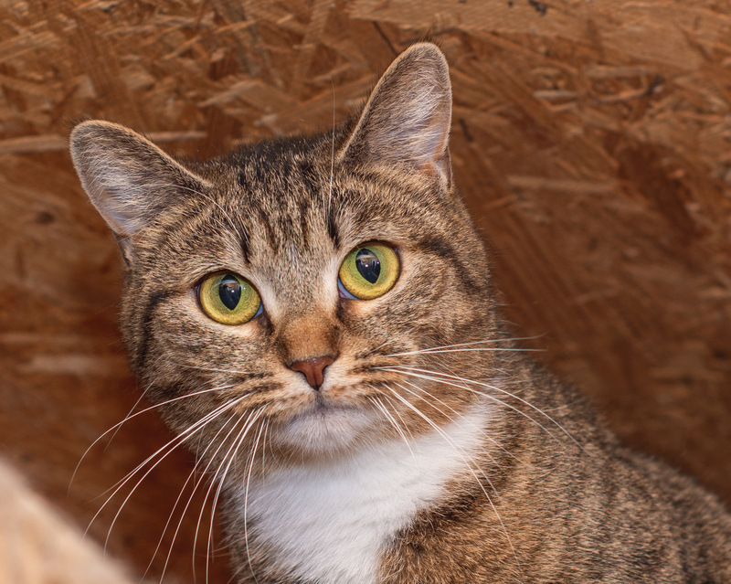 Affectionate cat with golden eyes in good hands - cat, In good hands, Fluffy, Cat lovers, Shelter, Homeless animals, Overexposure, Tricolor cat, Kittens, No rating, Longpost