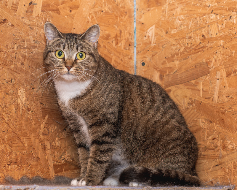 Affectionate cat with golden eyes in good hands - cat, In good hands, Fluffy, Cat lovers, Shelter, Homeless animals, Overexposure, Tricolor cat, Kittens, No rating, Longpost