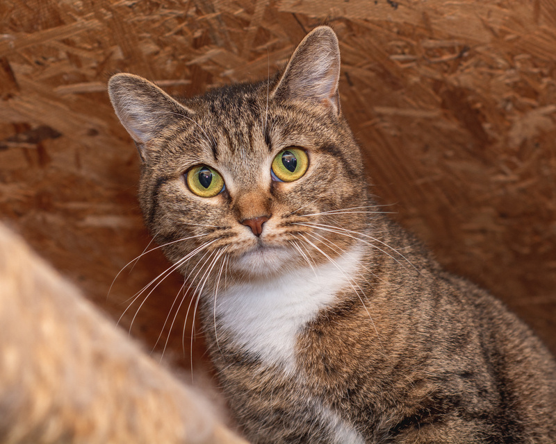 Affectionate cat with golden eyes in good hands - cat, In good hands, Fluffy, Cat lovers, Shelter, Homeless animals, Overexposure, Tricolor cat, Kittens, No rating, Longpost