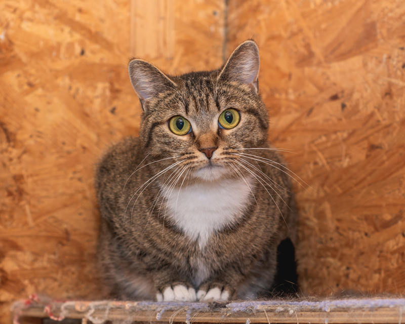 Affectionate cat with golden eyes in good hands - cat, In good hands, Fluffy, Cat lovers, Shelter, Homeless animals, Overexposure, Tricolor cat, Kittens, No rating, Longpost