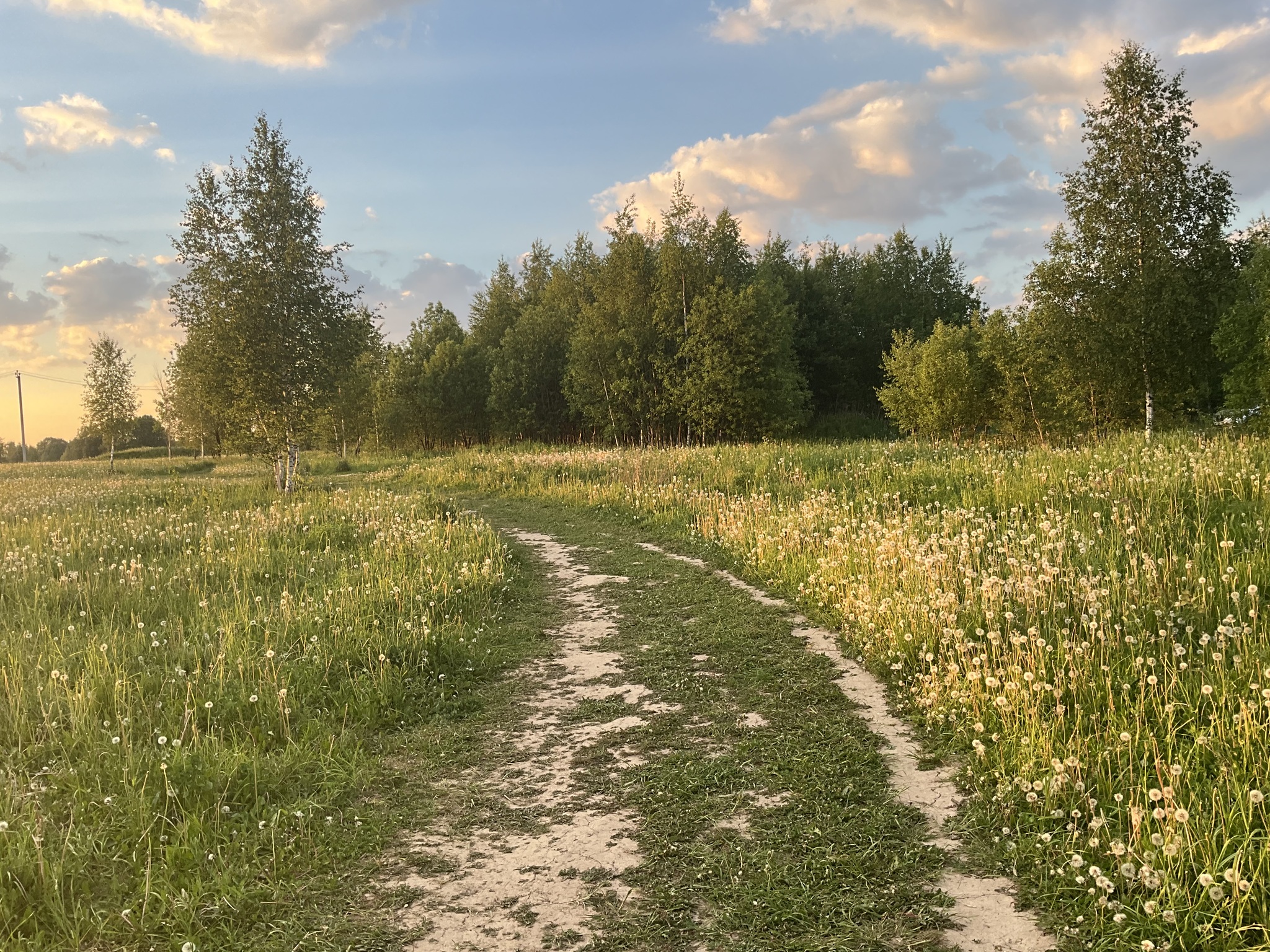 Одуванчиковое поле - Моё, Фотография, Вечер, Природа, Поле, Лето, Нахабино, Московская область, Длиннопост