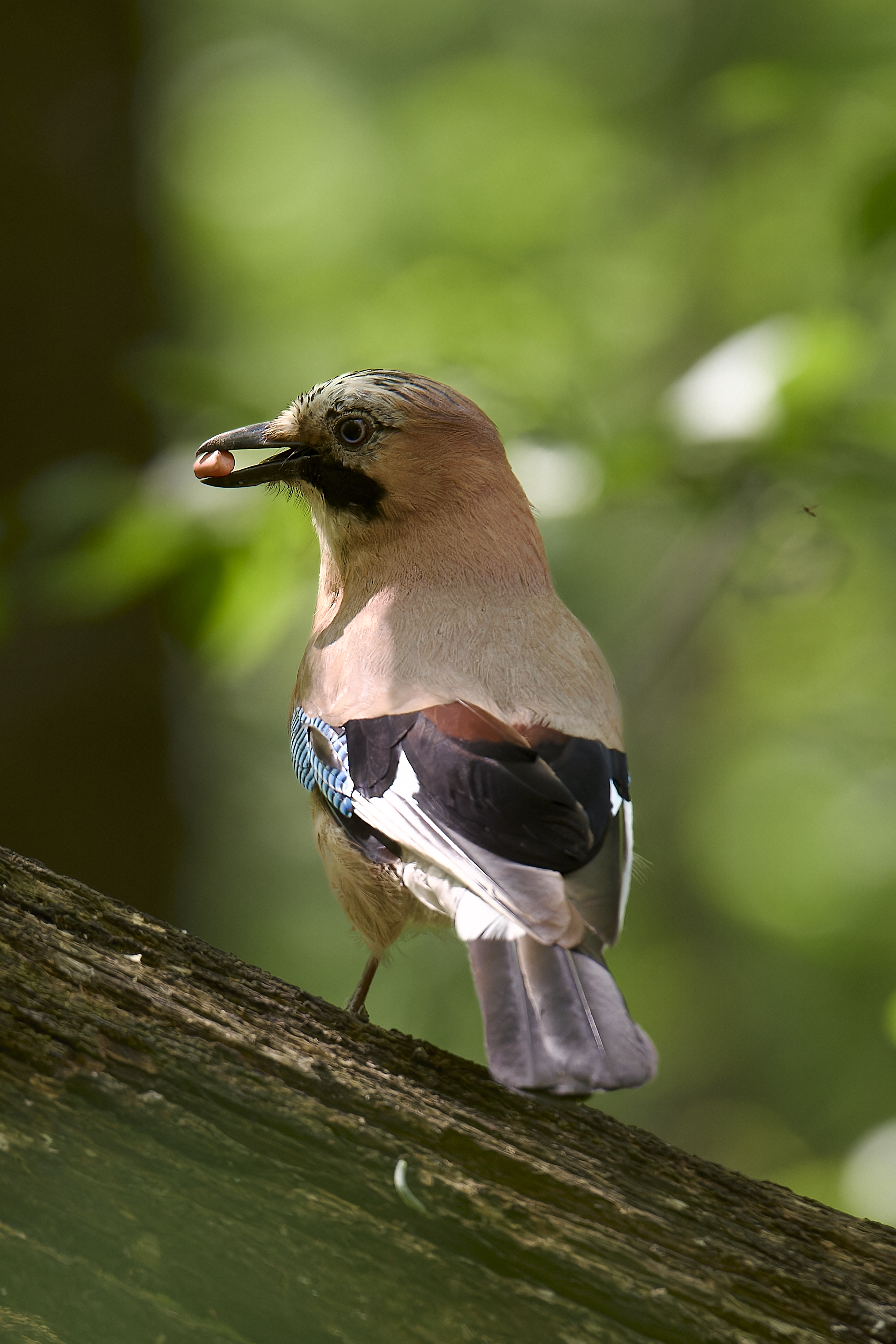 Soyka (Bitsevsky Park) - My, Canon, Photo hunting, Ornithology, Ornithology League, Birds, Jay, Bitsevsky Park, Longpost, The photo