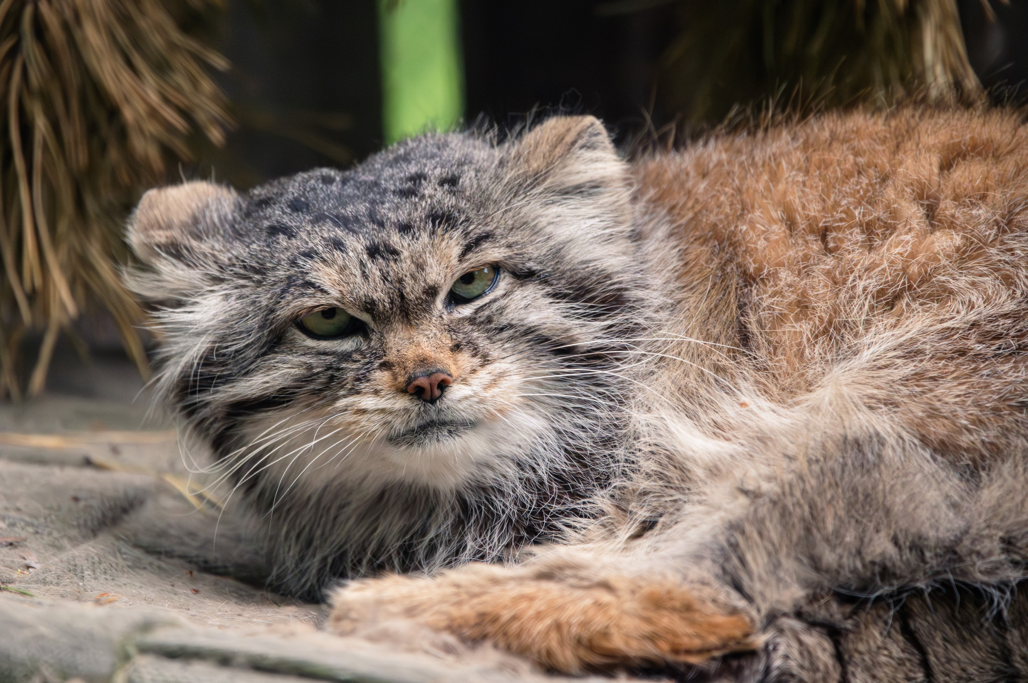 Summer Pallas's cat in Novosibirsk - My, Fluffy, The photo, Nikon, Zoo, Novosibirsk Zoo, Pallas' cat, Longpost, Small cats, Cat family, Predatory animals, Wild animals