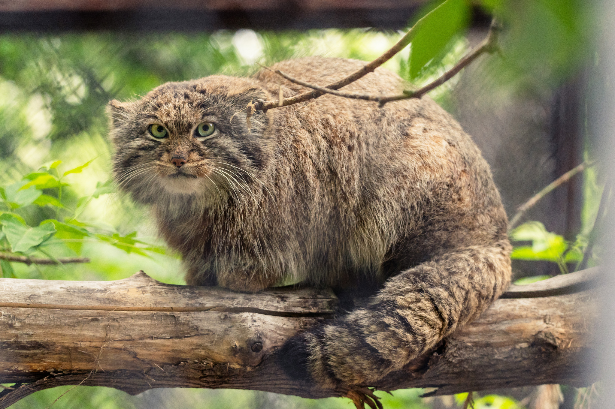 Summer Pallas's cat in Novosibirsk - My, Fluffy, The photo, Nikon, Zoo, Novosibirsk Zoo, Pallas' cat, Longpost, Small cats, Cat family, Predatory animals, Wild animals