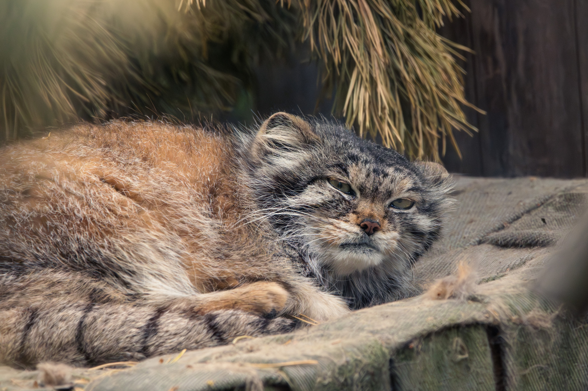 Summer Pallas's cat in Novosibirsk - My, Fluffy, The photo, Nikon, Zoo, Novosibirsk Zoo, Pallas' cat, Longpost, Small cats, Cat family, Predatory animals, Wild animals