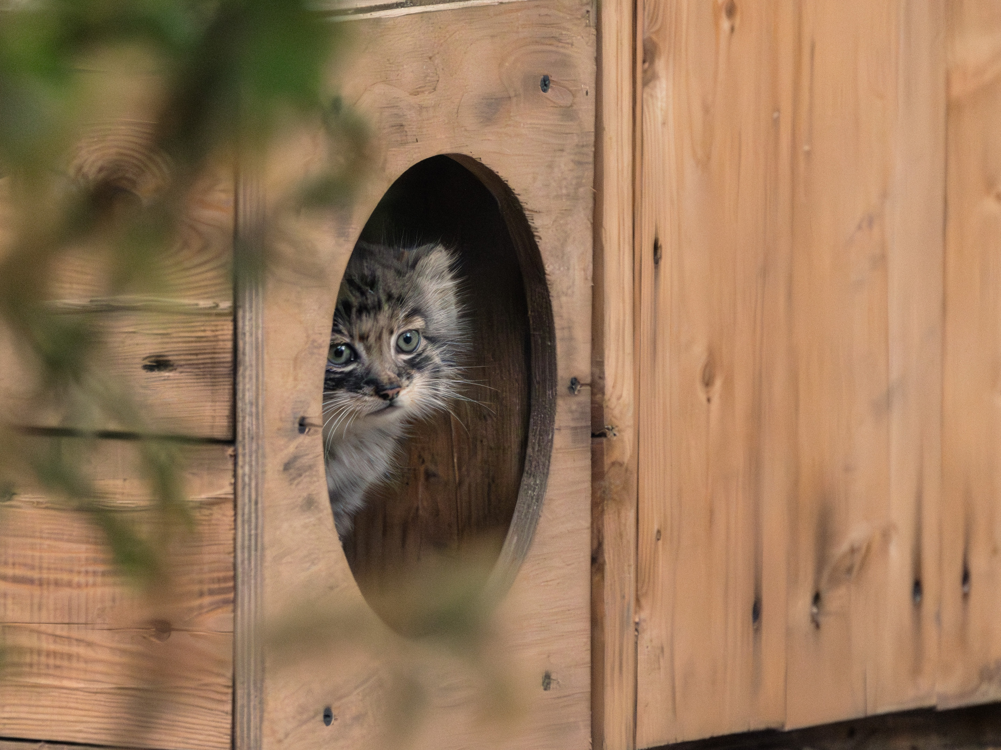 Summer Pallas's cat in Novosibirsk - My, Fluffy, The photo, Nikon, Zoo, Novosibirsk Zoo, Pallas' cat, Longpost, Small cats, Cat family, Predatory animals, Wild animals