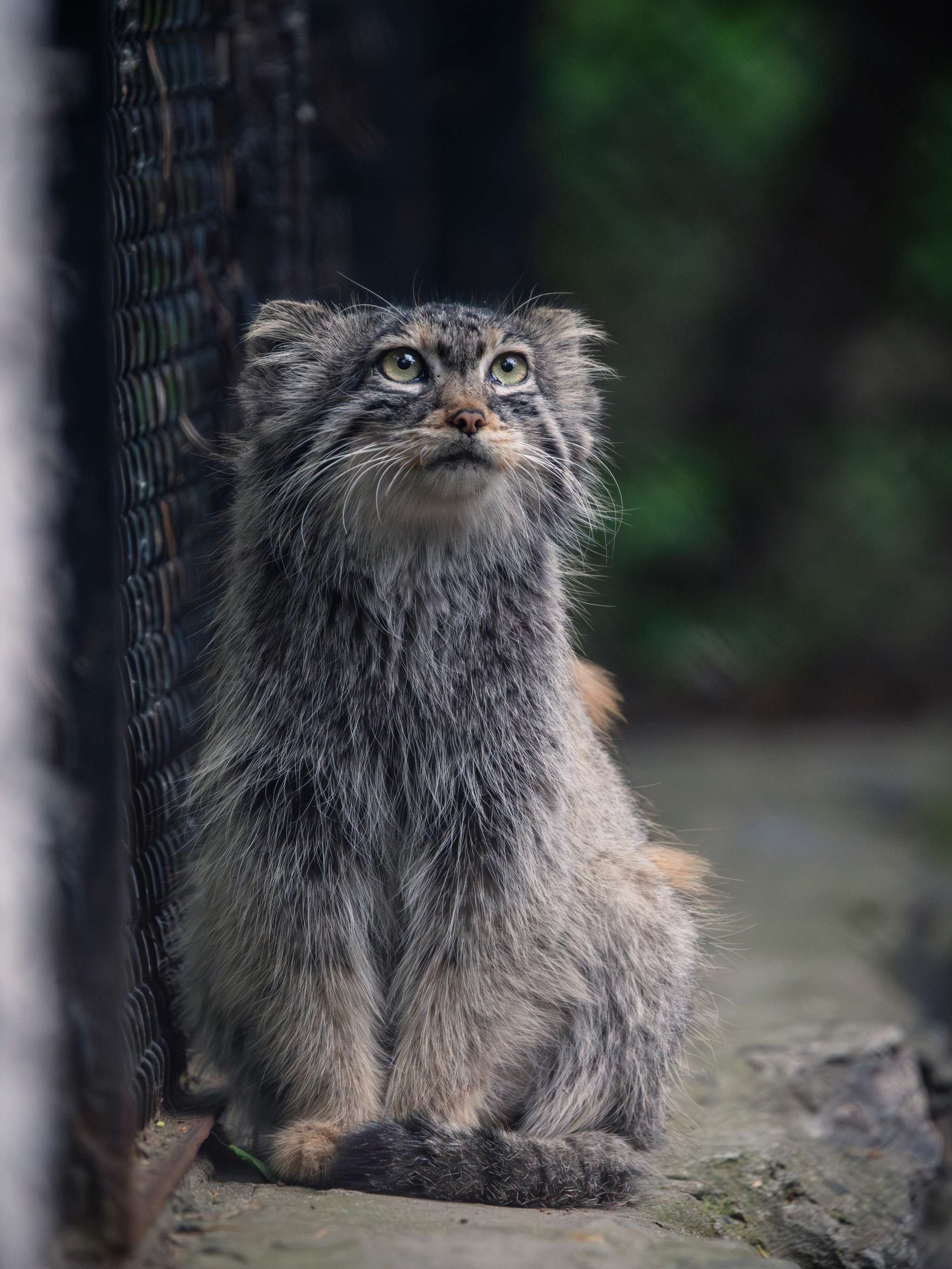 Summer Pallas's cat in Novosibirsk - My, Fluffy, The photo, Nikon, Zoo, Novosibirsk Zoo, Pallas' cat, Longpost, Small cats, Cat family, Predatory animals, Wild animals